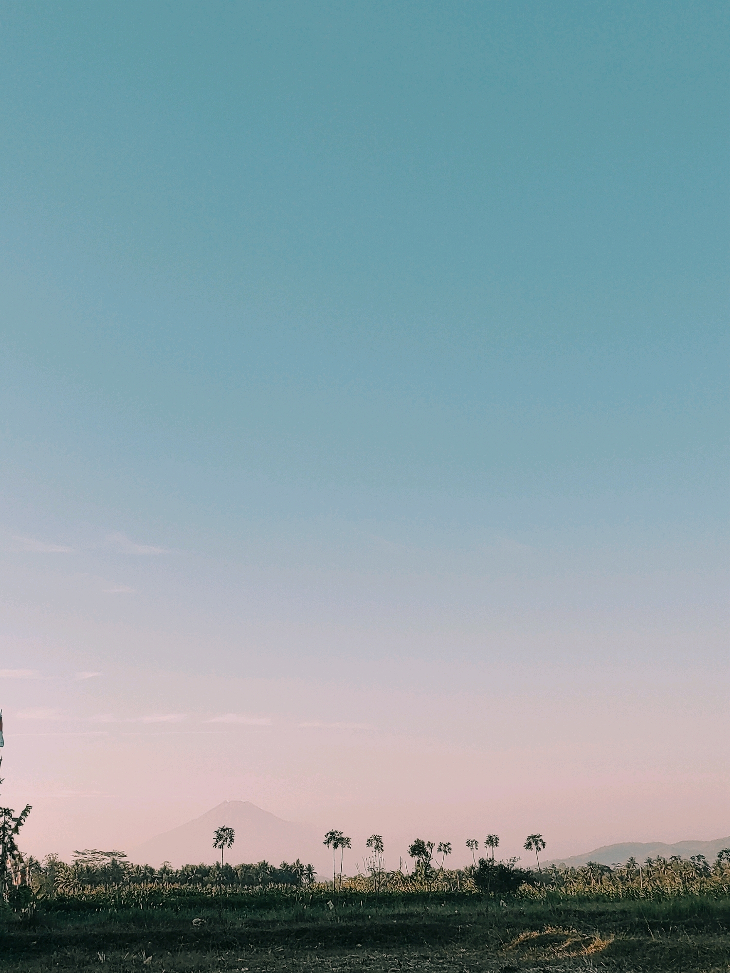 The image depicts a landscape scene from Purwodadi, Indonesia. The sky takes up the majority of the frame, transitioning from a light blue at the top to a pale pink near the horizon. In the mid-ground, a row of trees, some appearing to be palm trees, are silhouetted against the softer hues of the sky. Behind them, a gently sloping mountain range is visible in the distance, shrouded in atmospheric haze. In the foreground, there is a dark, textured ground, possibly cultivated land or a field. The overall impression is of a serene, rural setting, likely during either sunrise or sunset given the color gradient in the sky.