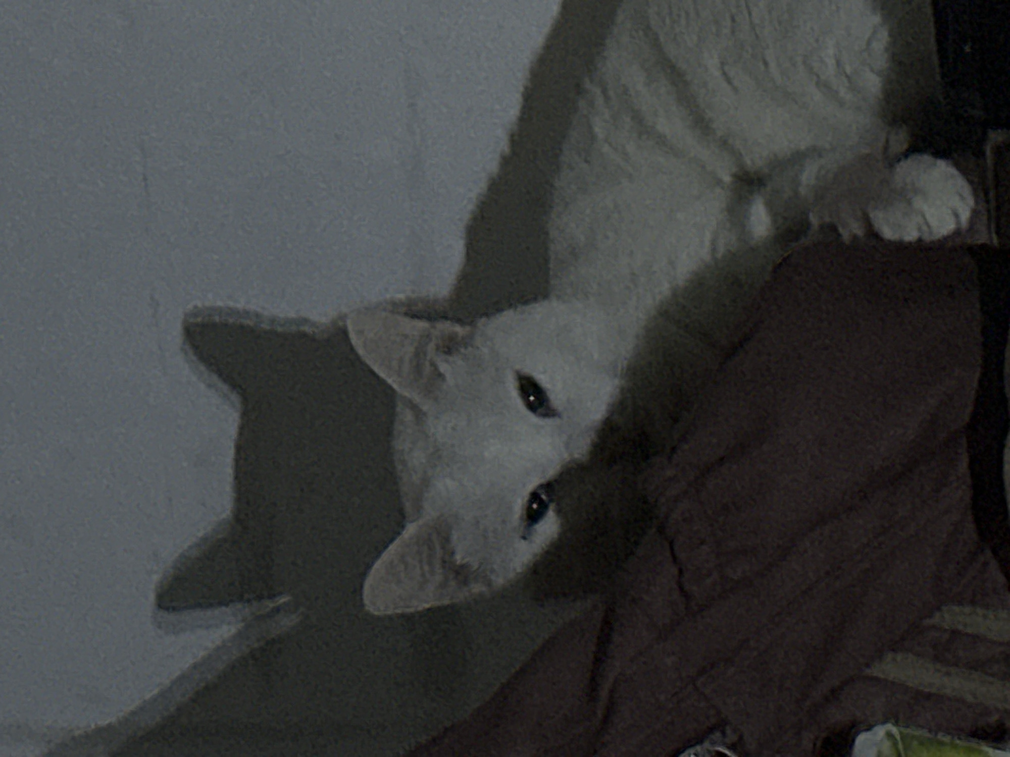 A white cat is positioned on a brown fabric surface, casting a shadow on a nearby wall. The cat's head is angled towards the viewer, with its eyes visible. The location is unspecified but presumed to be in North Jakarta, Indonesia.