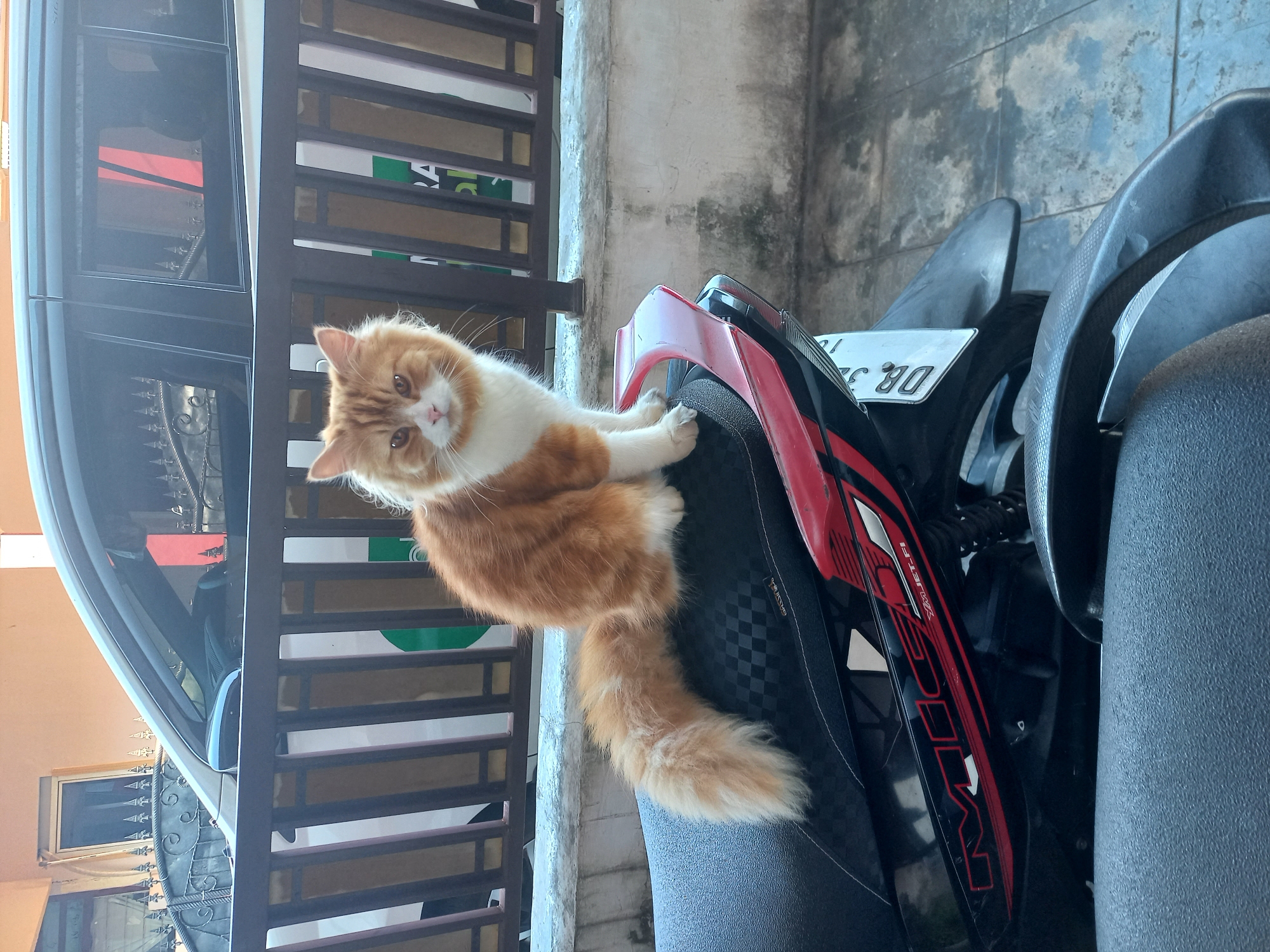 An orange and white cat sits on the black seat of a motorcycle parked outdoors, in front of a dark metal fence and a light-colored wall. The cat is facing the camera, with its tail curled to its left. Behind the fence, a dark-colored car is partially visible, its windows reflecting the surroundings. The ground beneath the motorcycle is paved with grey tiles.