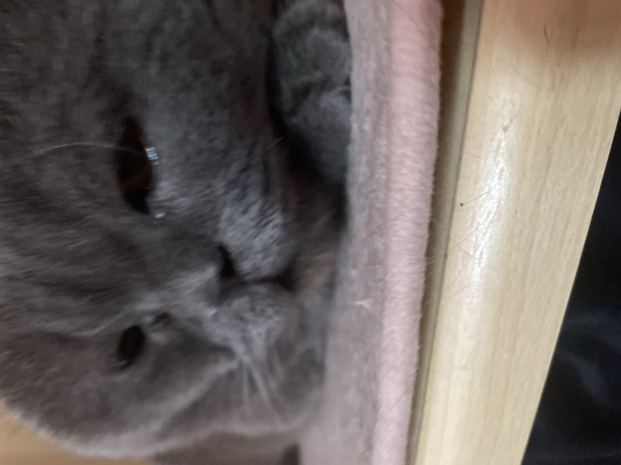 A close-up, blurry, eye-level shot captures the face of a grey cat resting on a pink fuzzy surface. The cat's eyes are visible, with one appearing slightly more open than the other. The background consists of a light-colored wooden surface with a dark area below it. The image is indoors, with no specific city or location details available.
