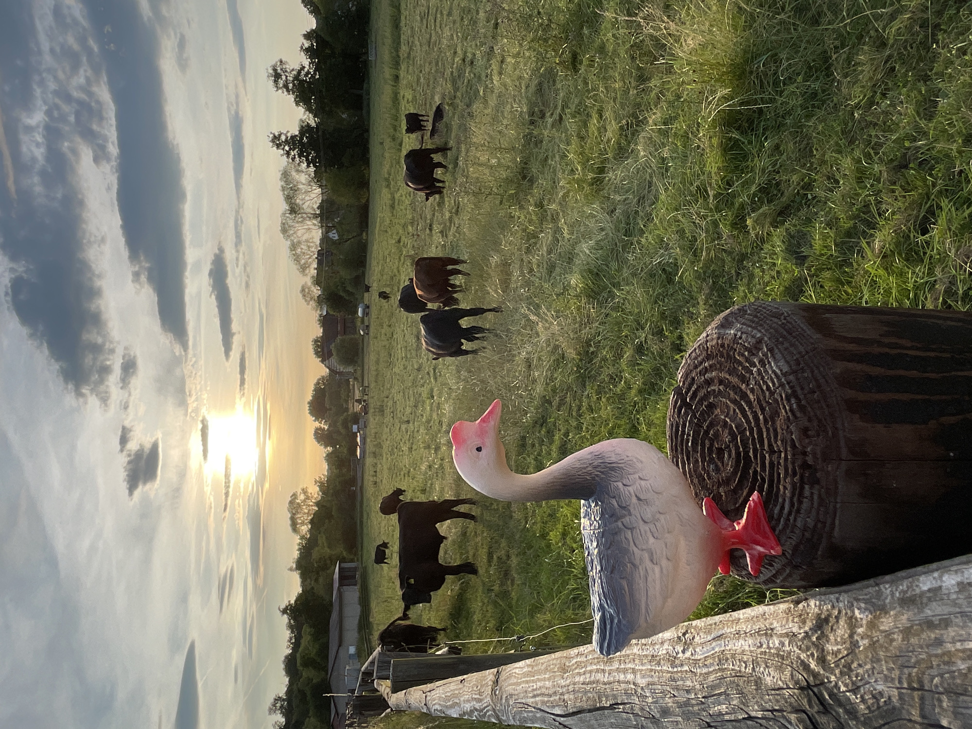 The image depicts a rural scene at sunset in Rückershausen, Germany. In the foreground, a decorative goose figurine is perched on a wooden post, situated next to a wooden fence. The goose is white and grey with a pink beak and feet. Behind the fence, a grassy pasture stretches into the distance, dotted with several dark-colored cows grazing. The sun is low in the sky, casting a warm glow and creating dramatic clouds in the background. A few farm buildings and trees are visible on the horizon. The overall impression is one of tranquility and rural life.