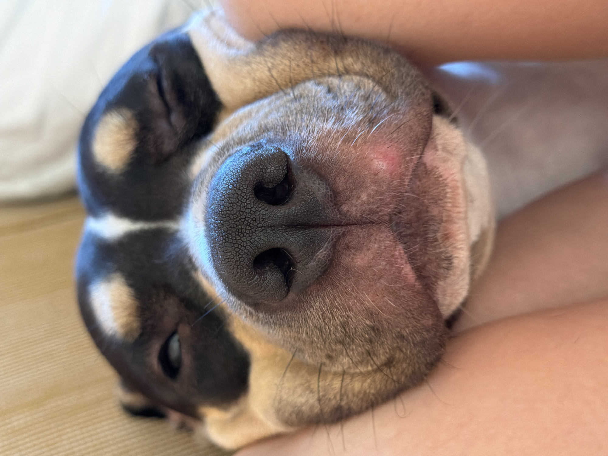A close-up shot captures the face of a dog, whose head is resting on a person's legs. The dog, with black, tan, and white fur, has its eyes partially closed and its nose, a dark, textured surface, is prominently featured. The dog's snout appears plump and slightly pinkish around the mouth area, with a small red bump visible on the right side of its chin. The background is softly blurred, showing a light-colored textured surface, likely a cushion or blanket, and the skin tone of the person's legs, suggesting an indoor setting in Tel-Aviv, Israel.