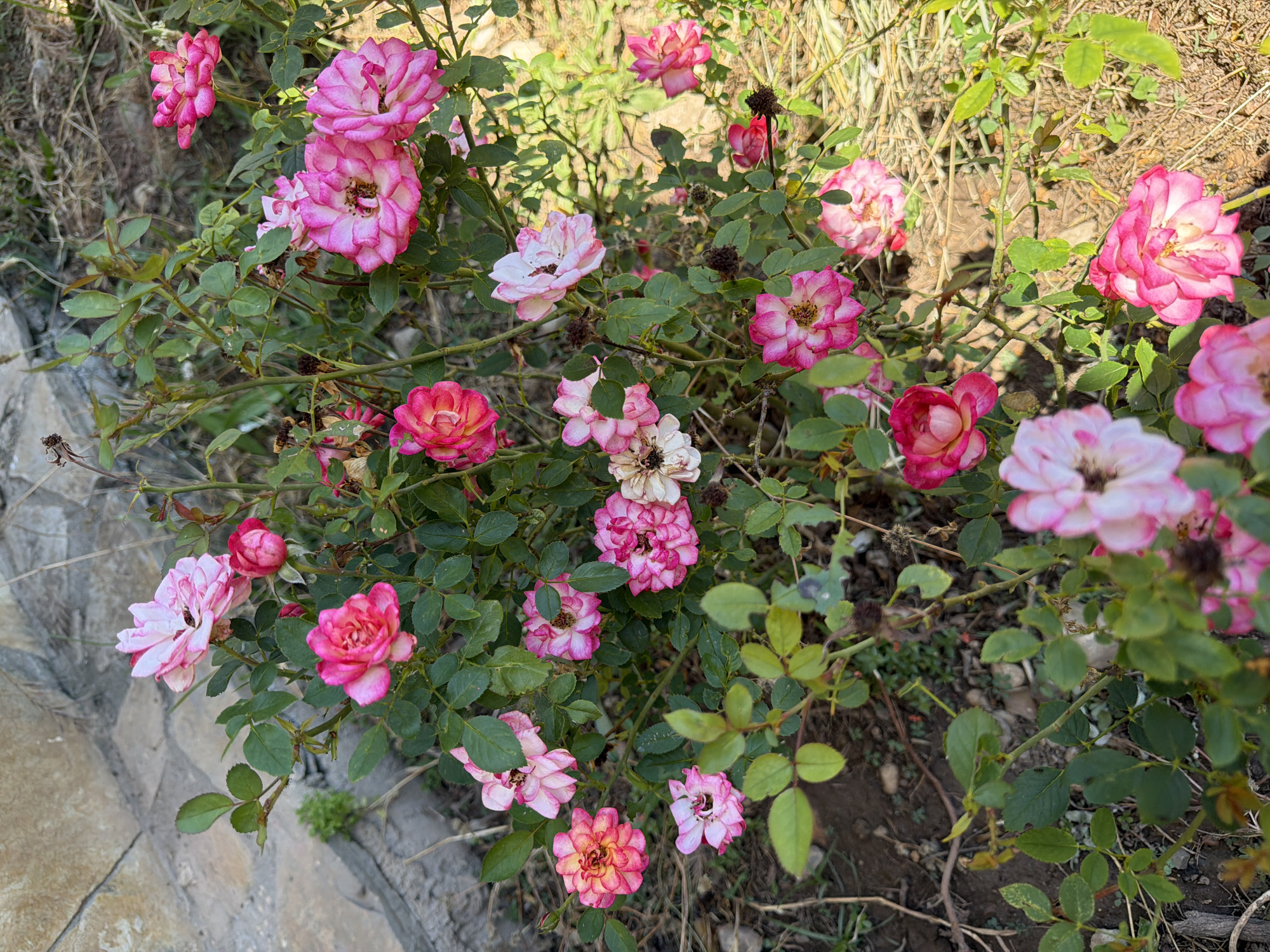The image depicts a close-up, high-angle view of a rose bush in an outdoor setting. The bush is laden with numerous pink and white roses in various stages of bloom, some fully open with visible stamens, others in bud. The roses exhibit a gradient of color, with deep pink edges fading to lighter pink and white centers. The foliage is lush and green, with some dried or spent rose petals and seed pods present on the branches. The background shows a stone wall on the left and dry grass and soil on the right, suggesting a garden or natural landscape. The lighting indicates it is daytime, with shadows suggesting direct sunlight. No people are visible in the scene.