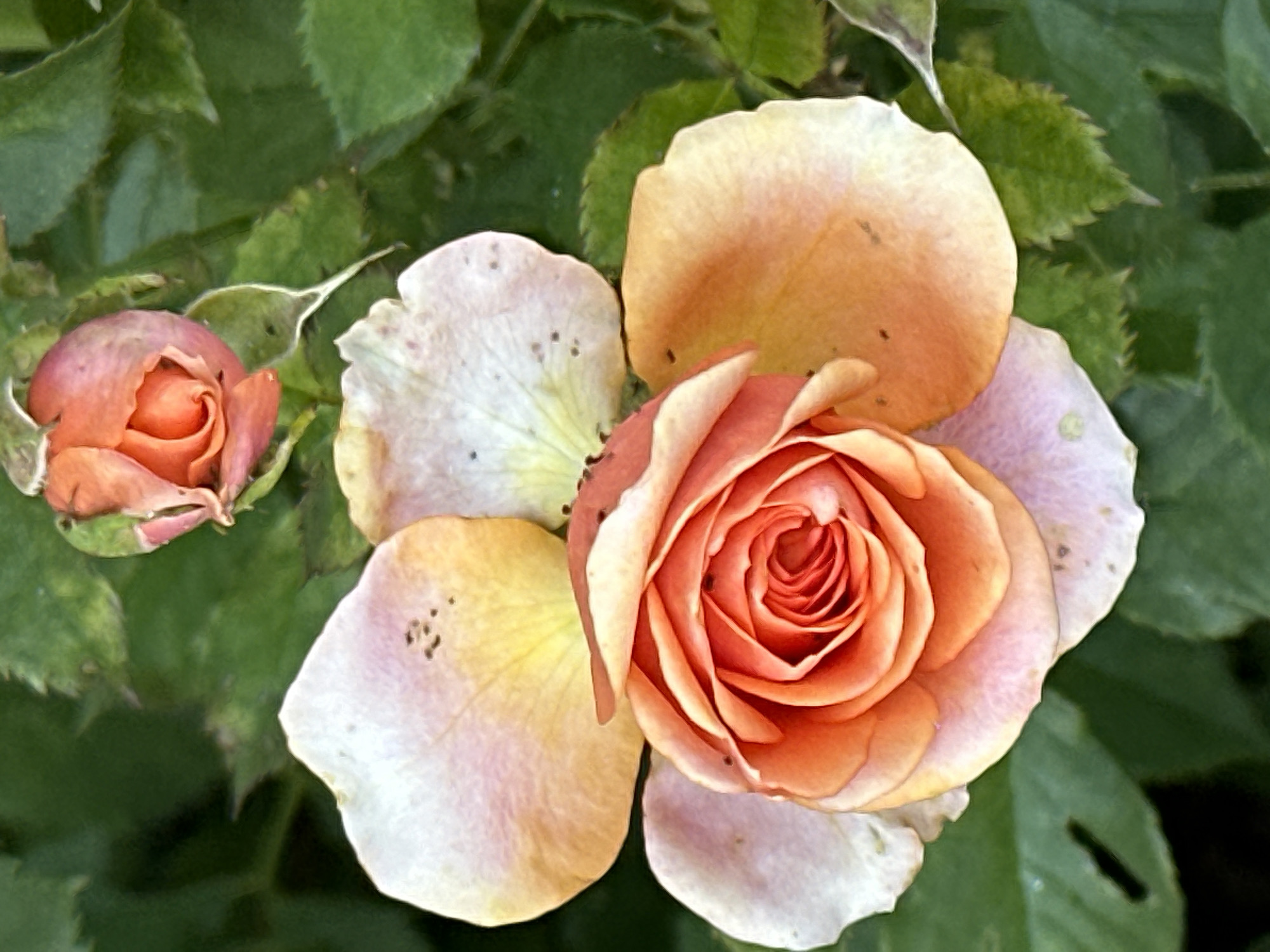 A close-up, vertical shot shows two blooming roses, one in focus and one slightly out of focus, set against a backdrop of dark green leaves. The main rose in the foreground is a vibrant orange with delicate, pale pink and yellow tinges on its outer petals. Its petals are tightly furled in the center, gradually opening outwards. Surrounding the main bloom are several pale petals, some with small brown speckles. The second rosebud, positioned higher and to the left, is a softer peach color. The image is sharp and detailed, highlighting the textures of the petals and leaves. The scene is set outdoors, likely in a garden. There is no indication of a specific location within Podolsk, Russia, or any people or actions.