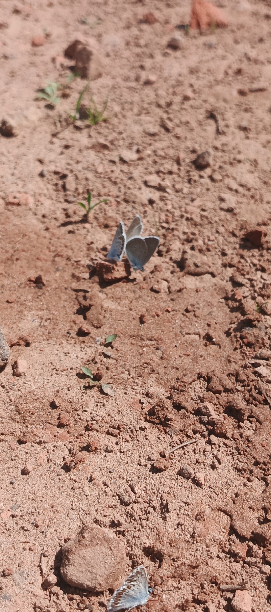 The image shows a ground-level view of dry, reddish-brown soil with scattered pebbles and a few small green sprouts. Two light blue butterflies are visible in the center of the frame, their wings closed. One butterfly is slightly behind and to the left of the other. Further down in the frame, near the bottom right corner, a third butterfly with patterned wings is partially visible, resting on the soil. The lighting suggests it is daytime, with shadows cast by some of the pebbles. The scene appears to be an outdoor natural environment. No specific location in the city of Bol'shoi Bukor, Russia can be determined from the image itself.