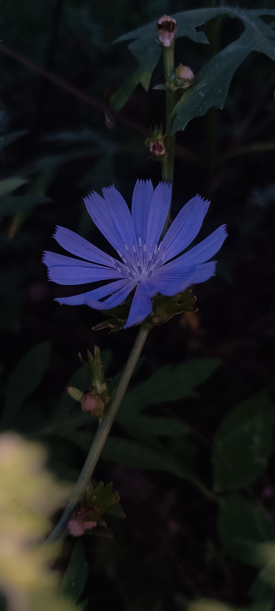 A single, vibrant blue chicory flower, with its notched petals fanned open, is the central focus of the image. The flower, approximately life-sized, is captured in sharp detail against a dark, out-of-focus background of greenery. A thin stem, supporting the bloom, is visible, with several underdeveloped buds and leaf-like structures clustered around it. The lighting suggests a natural outdoor setting, possibly a garden or a wild meadow, with hints of softer, lighter greenery in the foreground blur, suggesting other plants are present but not in focus. There are no people or animals visible. The overall scene is one of natural beauty, with the blue flower standing out against the subdued environment. The location in Sokolohirsk, Ukraine, implies a temperate climate, likely during the warmer months when chicory flowers bloom.