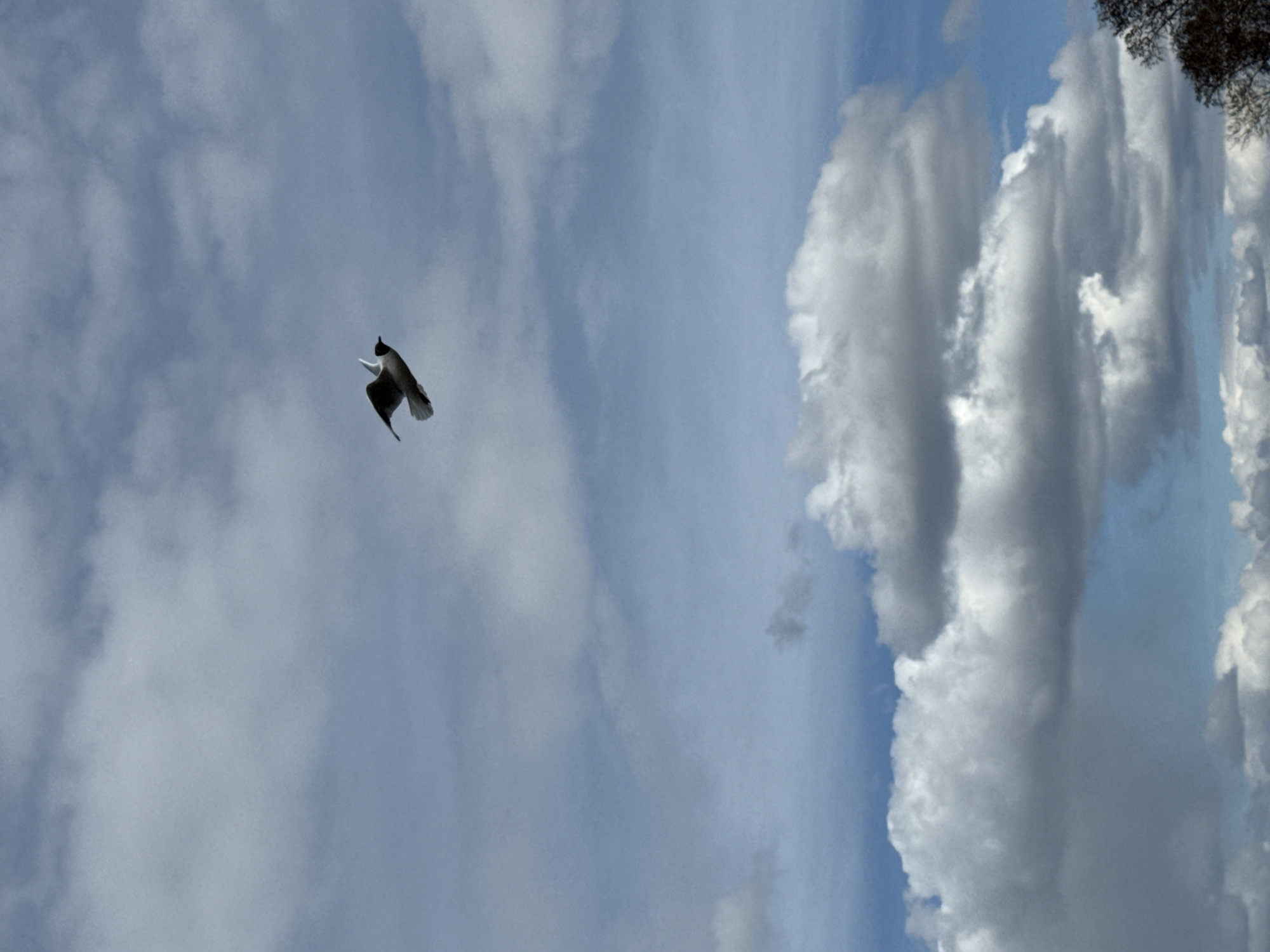 The image, taken in Glazov, Russia, captures a single bird in flight against a dynamic, partly cloudy sky. The bird, appearing on the left side of the vertical frame, is characterized by its dark plumage on the back and wings, contrasting with white feathers on its underside and possibly its head, resembling a gull. It is captured mid-flap or gliding, with its wings outstretched and body angled slightly upwards and to the right, suggesting forward motion.
The sky dominates the scene, a clear light blue in some areas, particularly behind the bird. To the right, a dense formation of large, billowy cumulus clouds rises prominently, exhibiting varying shades of white and grey and appearing vertically stretched within the frame. Scattered, softer clouds are also visible in other parts of the sky. A small cluster of dark tree branches or foliage can be seen in the upper right corner, peeking from behind the cloud mass. The bright illumination indicates it is daytime, likely under clear sunny conditions with significant cloud cover. The overall impression is one of natural vastness and serene aerial activity. There is no visible text in the image.