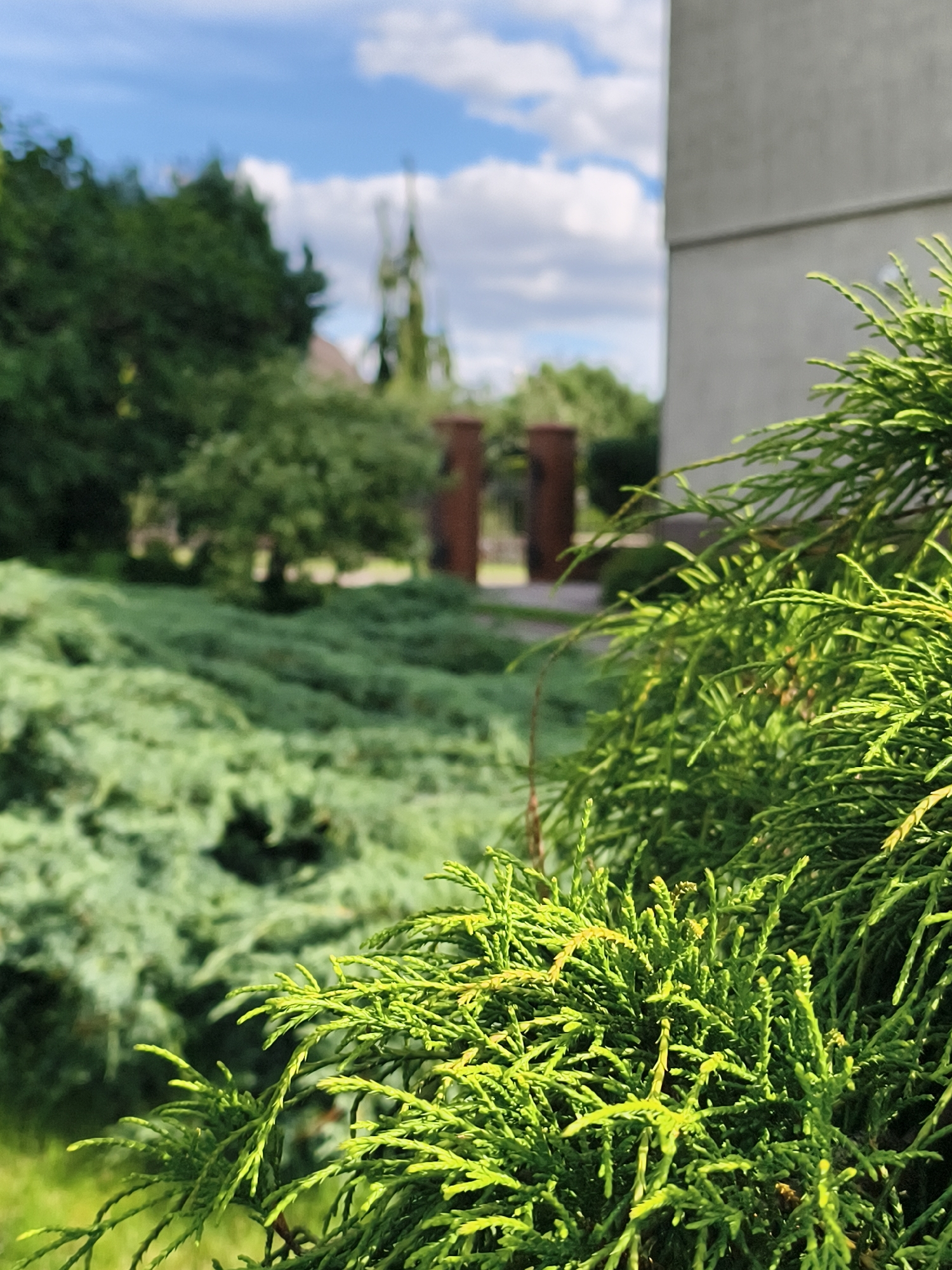 This is a close-up, ground-level, outdoor photograph of a bright green evergreen shrub in the foreground, with its foliage dominating the right side of the frame. The shrub appears to be a type of juniper or cypress, with delicate, feathery needles. In the background, the scene is softly blurred, creating a sense of depth. A large expanse of similar green ground cover stretches across the mid-ground, suggesting a landscaped garden. Further back, a pathway leads towards a pair of large, reddish-brown, cylindrical pillars that frame an entrance or gate, partially obscured by lush green trees. Above the trees, a building with a light-colored, textured wall is visible on the right edge of the frame. The sky above is a bright blue with scattered white clouds. The overall impression is one of a well-maintained, tranquil garden setting, possibly part of a private residence or a public park in the city of Tczew, Poland, on a sunny day. No people or animals are present in the image.