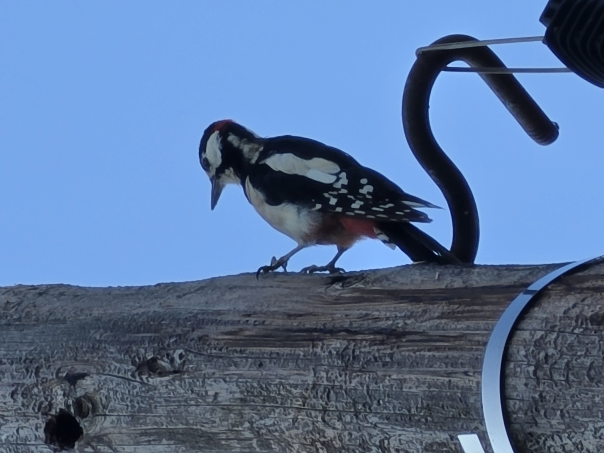 A great spotted woodpecker (Dendrocopos major) is perched on a wooden utility pole against a clear blue sky. The woodpecker, with its distinctive black and white plumage and a red patch on its hindquarters and the back of its head, is facing to the right, looking upwards. Its claws are firmly gripping the rough, textured surface of the pole. Below the bird, a dark, curved metal hook or bracket is attached to the pole, and a portion of what appears to be electrical equipment is visible at the bottom right. The wooden pole itself has a weathered appearance, with some vertical grooves and a circular indentation near the top left. A silver metal band encircles the pole lower down. The scene suggests an urban or suburban environment in Нагорный, Russia, where such poles are common for utility infrastructure.