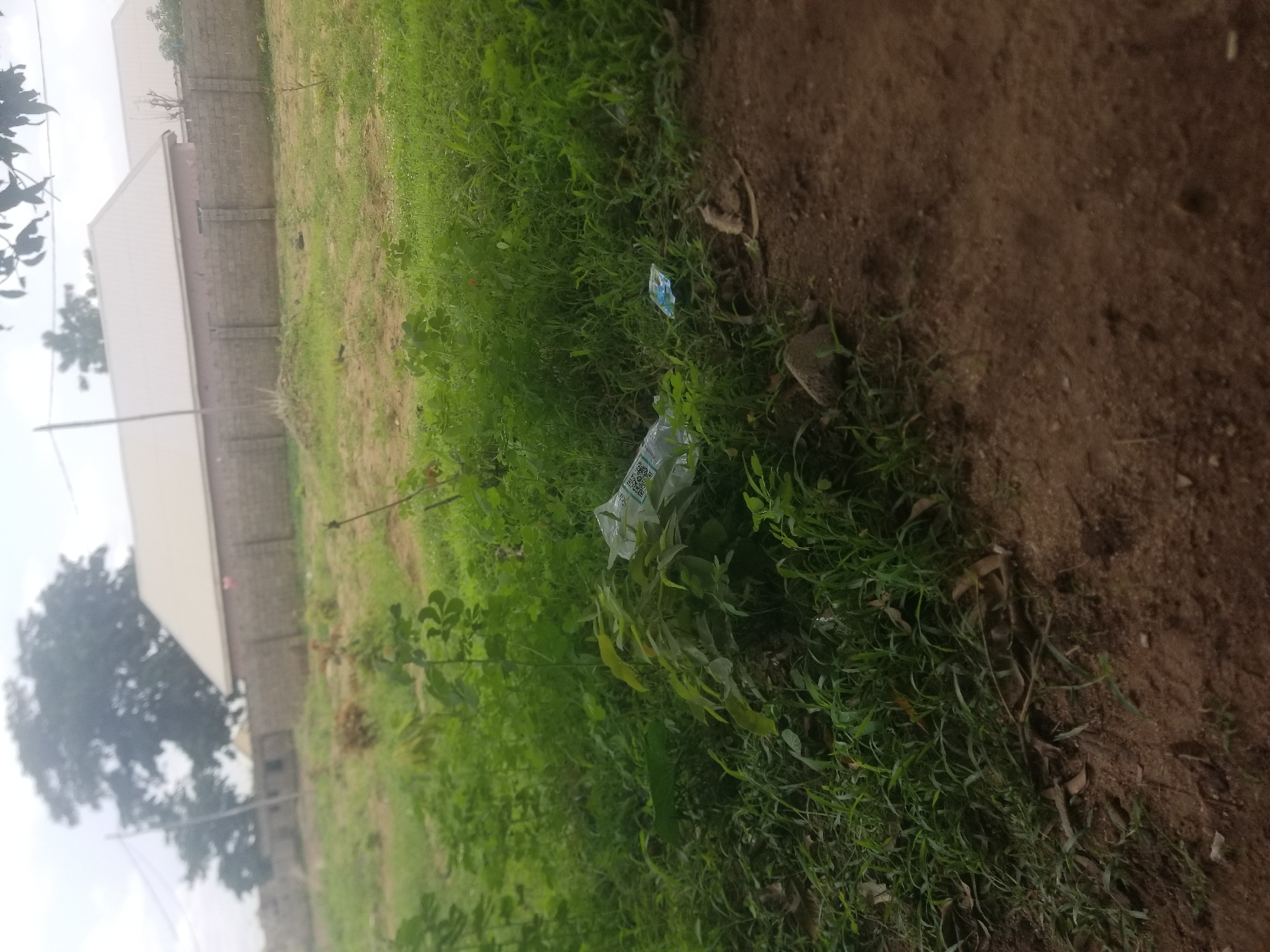 In Jauro Yinu, Nigeria, this image captures an outdoor scene with a focus on vegetation and a partially visible building. In the foreground, dense green foliage and dry brown soil dominate the lower half of the frame. A clear plastic water bottle, with some label visible, is discarded amidst the green plants to the right of the center. Further back, a low brick wall runs horizontally, separating a grassy area from the buildings beyond. Two structures with light-colored, sloped roofs are visible behind the wall, suggesting a residential or commercial area. The sky is overcast and bright, indicating a cloudy day. A large, dark green tree with a thick trunk is situated to the left of the buildings. The overall environment appears somewhat unkempt, with the presence of litter and overgrown vegetation.