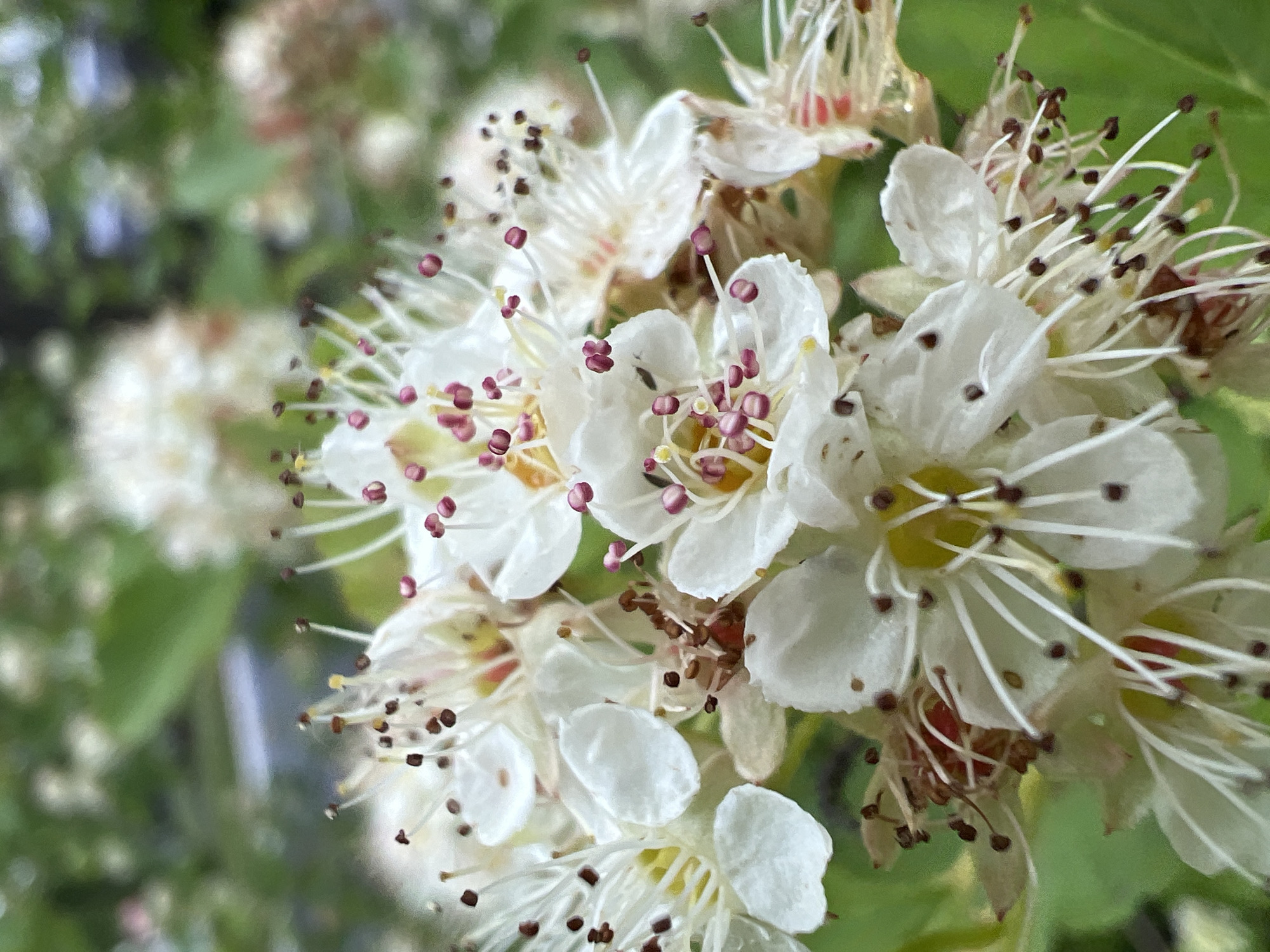 The media file presents a close-up photograph of a cluster of small white flowers in bloom. The primary subjects are the numerous individual flowers, each featuring five delicate white petals and a dense arrangement of prominent stamens. These stamens are long and slender, tipped with anthers that display varying colors, predominantly reddish-purple and dark brown, creating a distinct visual contrast against the pale petals. Hints of yellow are also visible in the centers of some blooms.
The flowers are in sharp focus, while the background is a soft, blurred expanse of green foliage, indicating an outdoor, natural setting such as a garden or woodland. The bright, natural light suggests the photo was taken during daytime. No specific activity is depicted other than the natural state of the flowers blooming. No people or man-made objects are visible, and there is no discernible text within the image. The scene is characterized by its intricate botanical detail and the vibrant freshness of blossoming nature, likely situated in Chaikovsky, Russia.