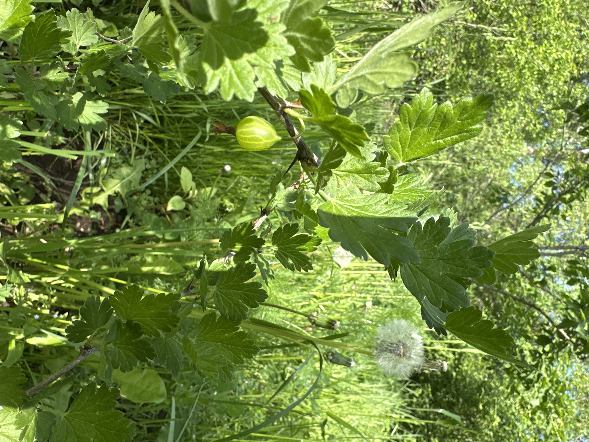 The image depicts a gooseberry bush in a grassy area, possibly within the city of Chaikovsky, Russia. A single green gooseberry is visible on the thorny branch of the bush, surrounded by green leaves. The background consists of grass, other plants, and possibly trees. A dandelion is also visible. The scene appears to be outdoors in daylight.