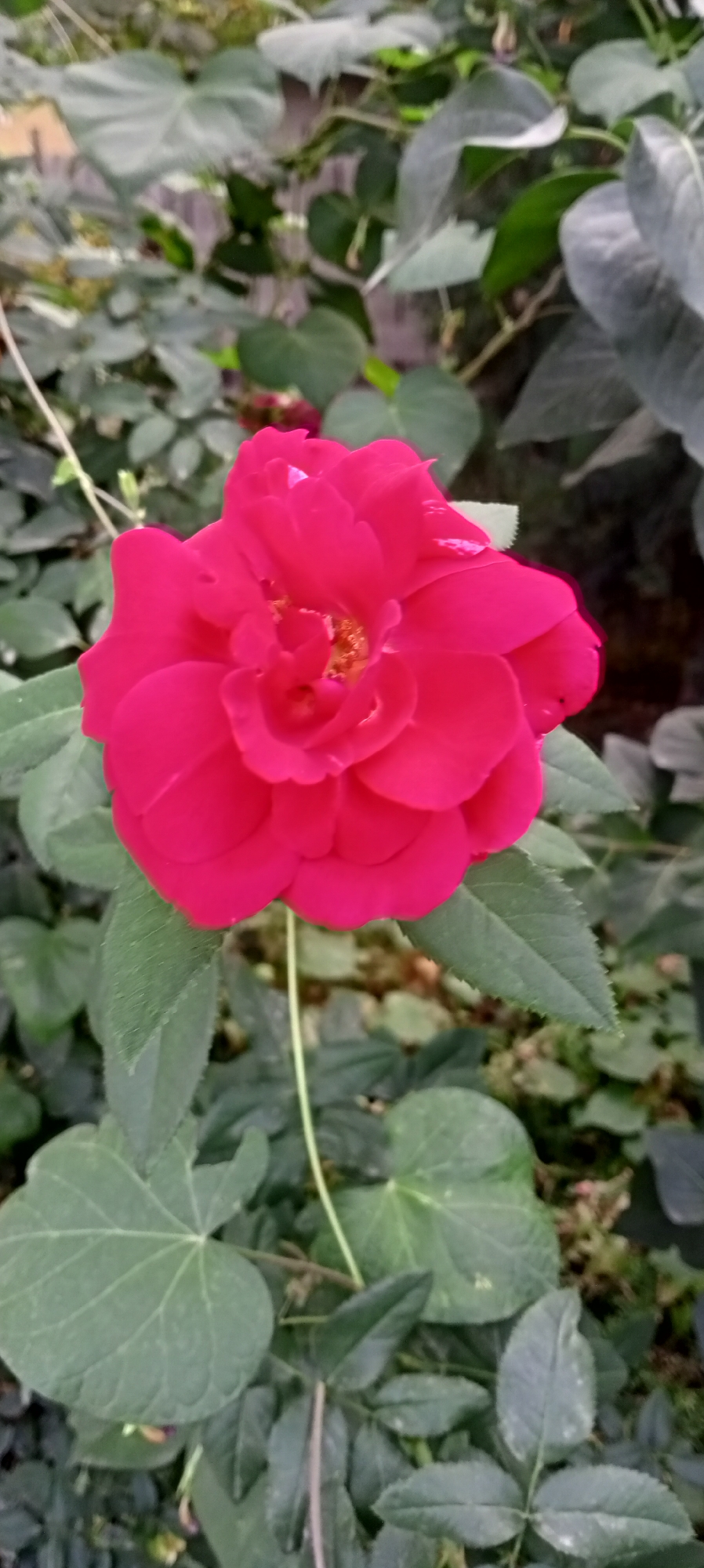 A close-up shot focuses on a vibrant pink rose in bloom, its petals unfurling in layers. The rose is surrounded by lush green foliage, with some leaves in sharp focus and others blurred in the background. A thin, green vine extends from the lower right corner, weaving through the leaves and towards the rose. The scene is set outdoors, likely in a garden or natural setting. The presence of the rose and the surrounding vegetation suggests a location where flowers are cultivated or grow naturally. The location is identified as Sokuluk, Kyrgyzstan.