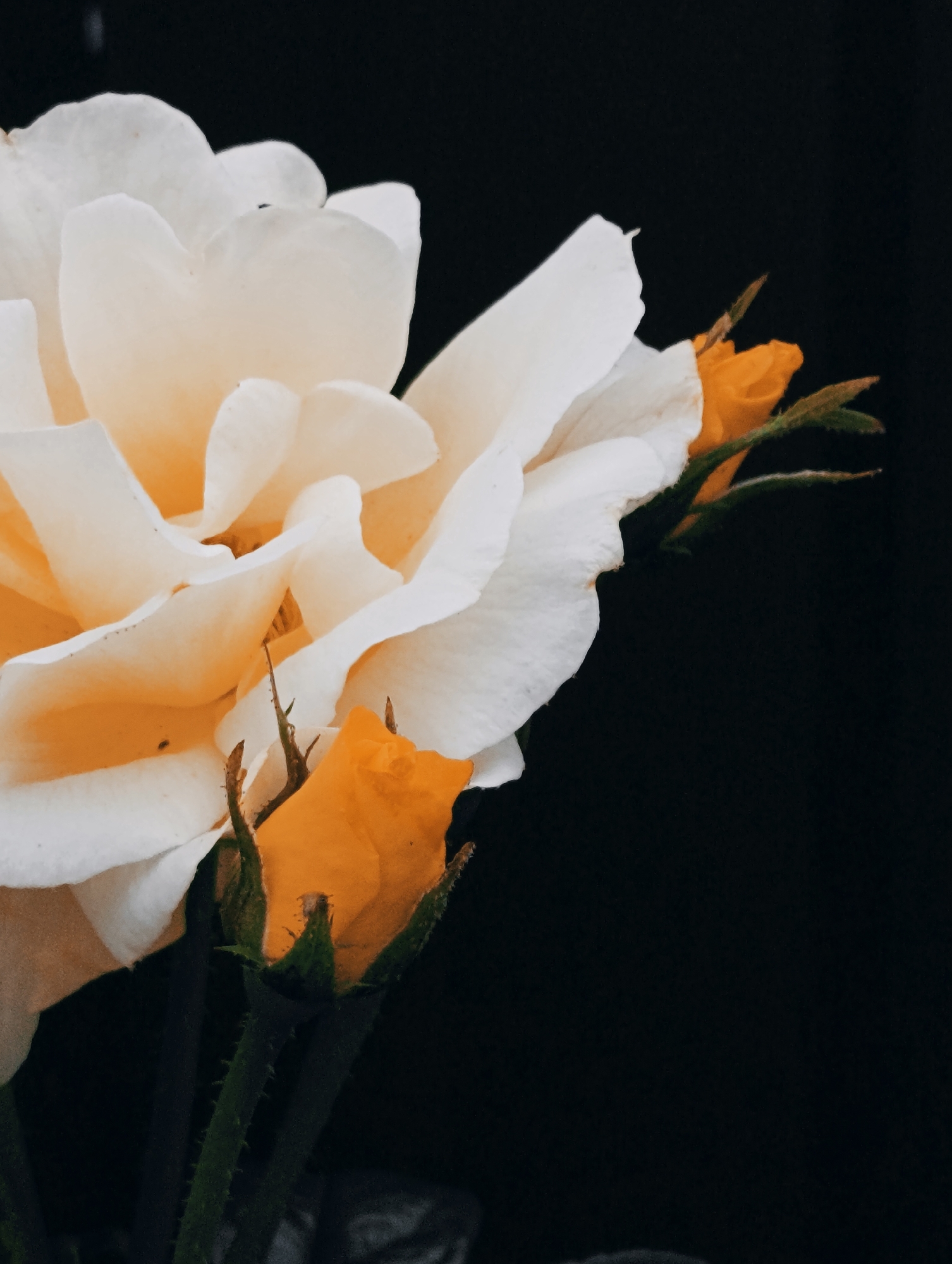 A close-up, low-angle, dimly lit, vertical shot shows a pale yellow and white rose in bloom, with several small orange rosebuds in various stages of development. The rose blooms have delicate, ruffled petals, with some of the inner petals tinged with a warm yellow hue, and the outer petals appearing almost white. The rosebuds are tightly closed, with pointed tips, and are a vibrant orange color, contrasting with the lighter tones of the main bloom. The stems are dark green and thorny. The background is a dark, solid black, creating a stark contrast that makes the flowers stand out. The lighting is soft and directional, highlighting the textures and curves of the petals and buds. There is no indication of location within a city, nor any human presence.