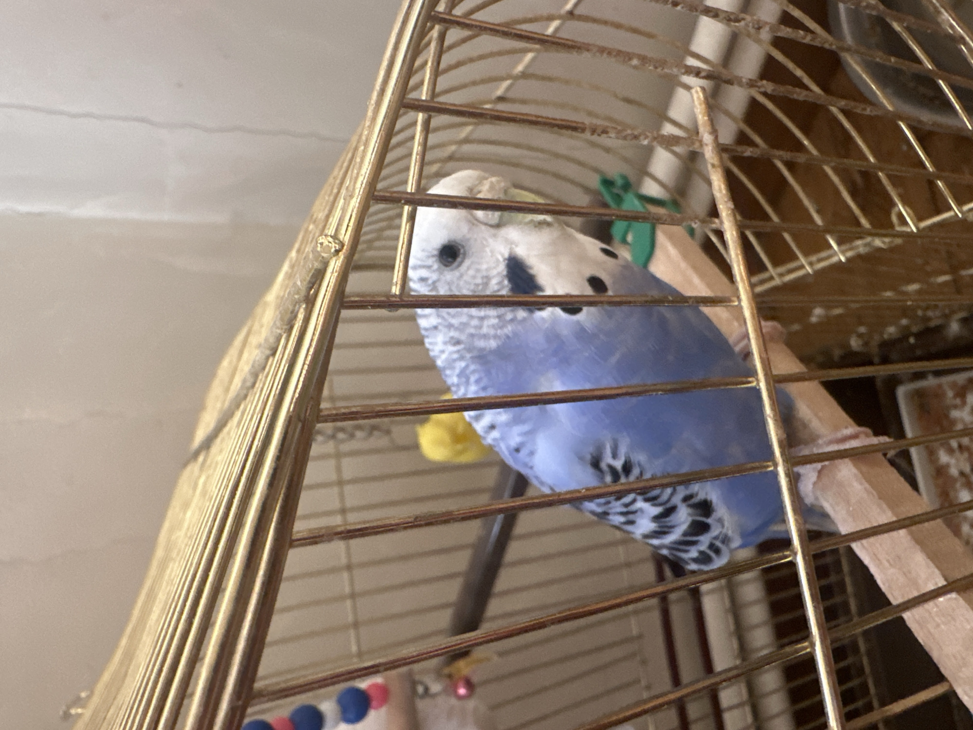 A light blue budgerigar with dark grey and white markings is perched on a wooden dowel inside a brass-colored birdcage. The bird is facing to the right, with its head tilted slightly upwards and its eye visible. The cage bars are visible in the foreground and background. A beaded toy with pink, white, and blue beads hangs from the top left of the cage. A bright yellow toy is also visible in the background. The bottom of the cage, obscured by bars, appears to contain some debris. The background is a plain, light-colored wall.