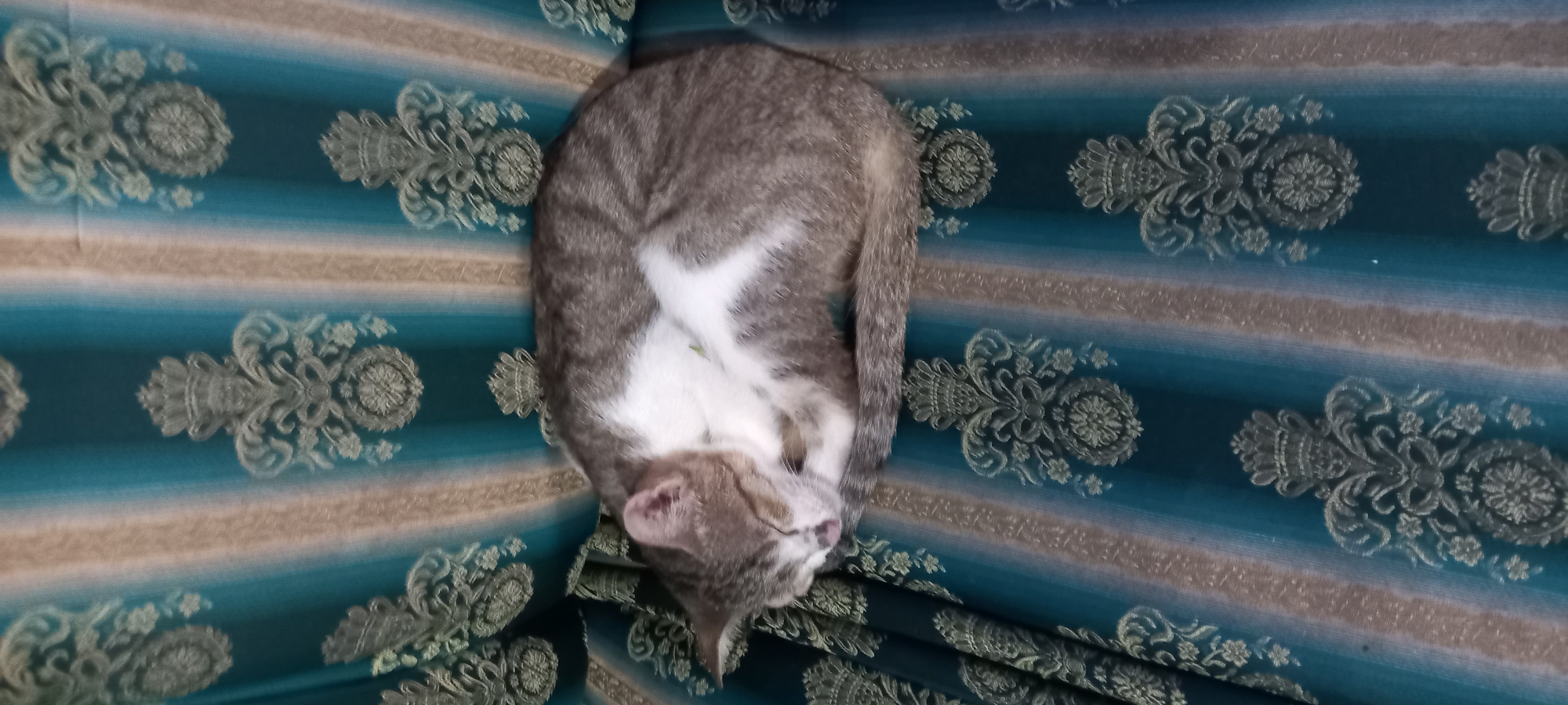 A domestic cat, predominantly grey tabby with white markings on its chest and face, is curled up asleep on a patterned fabric surface. The fabric has vertical stripes in teal and beige, overlaid with an ornate damask-like pattern in a muted silver or grey color. The cat's eyes are closed, and its pink tongue is slightly visible. A small strand of green grass is caught on the cat's white fur. The scene appears to be indoors, possibly on furniture within a residence in Sidamulya, Indonesia.