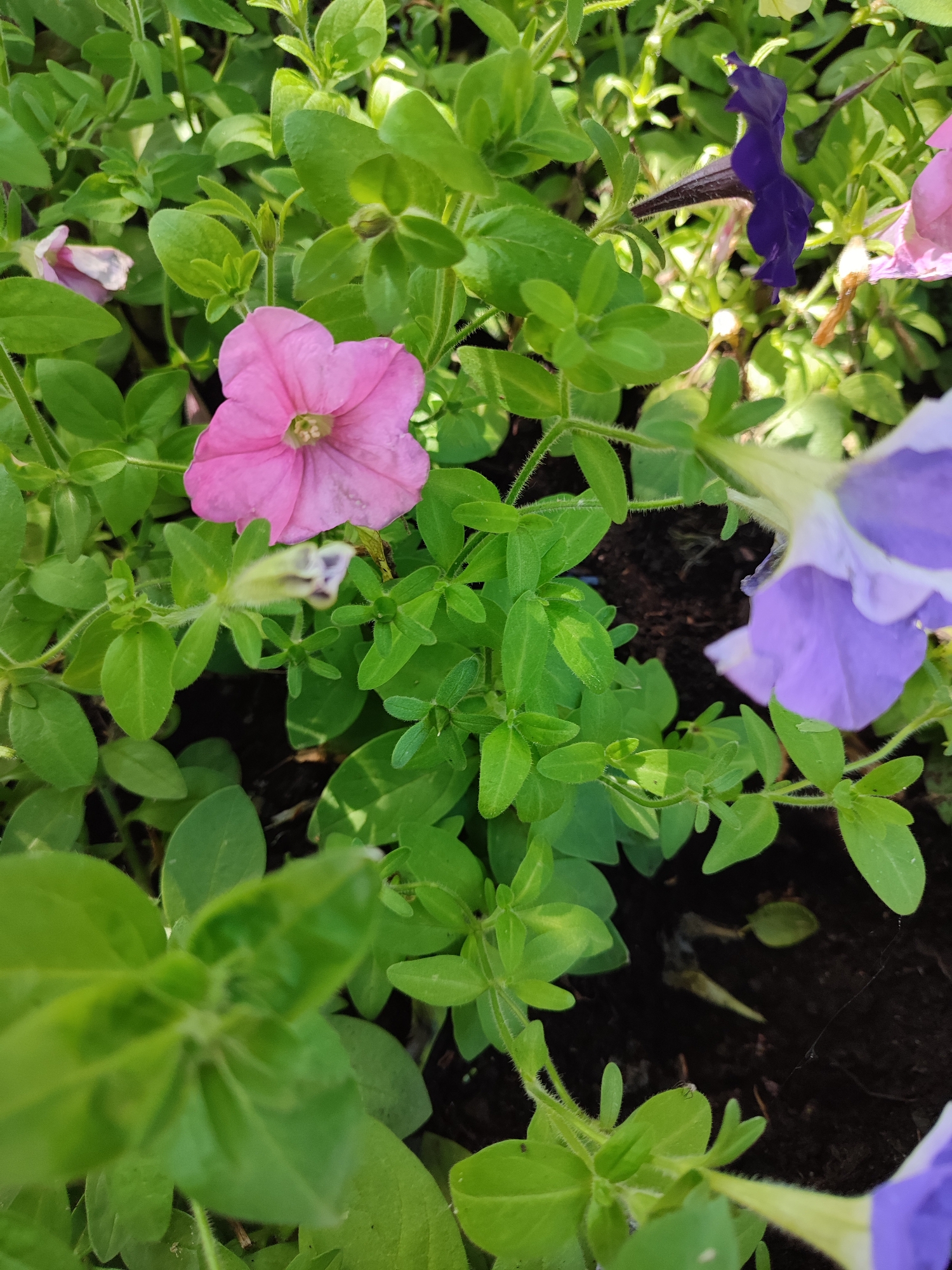 The image shows a close-up, eye-level view of a flower bed with multiple petunia plants. The dominant colors are vibrant green from the leaves and various shades of purple and pink from the flowers. In the foreground, a bright pink petunia flower is prominently displayed, its petals unfurled. To its right, a large, light purple petunia flower with a white center is partially visible, angled towards the viewer. Further back, a dark purple petunia flower with a narrow trumpet shape is visible. Numerous green leaves of varying sizes surround the flowers, some catching the sunlight and appearing brighter than others. The ground beneath the plants is dark soil, with some dried leaves and what appears to be a thin strand of spiderweb visible in the lower right portion of the image. The lighting suggests it is daytime, with sunlight casting subtle shadows. The image appears to be taken in an outdoor setting, likely a garden or park. There are no people or animals visible in the frame. The setting is consistent with a cultivated garden space in Vsevolozhsk, Russia, during the blooming season.