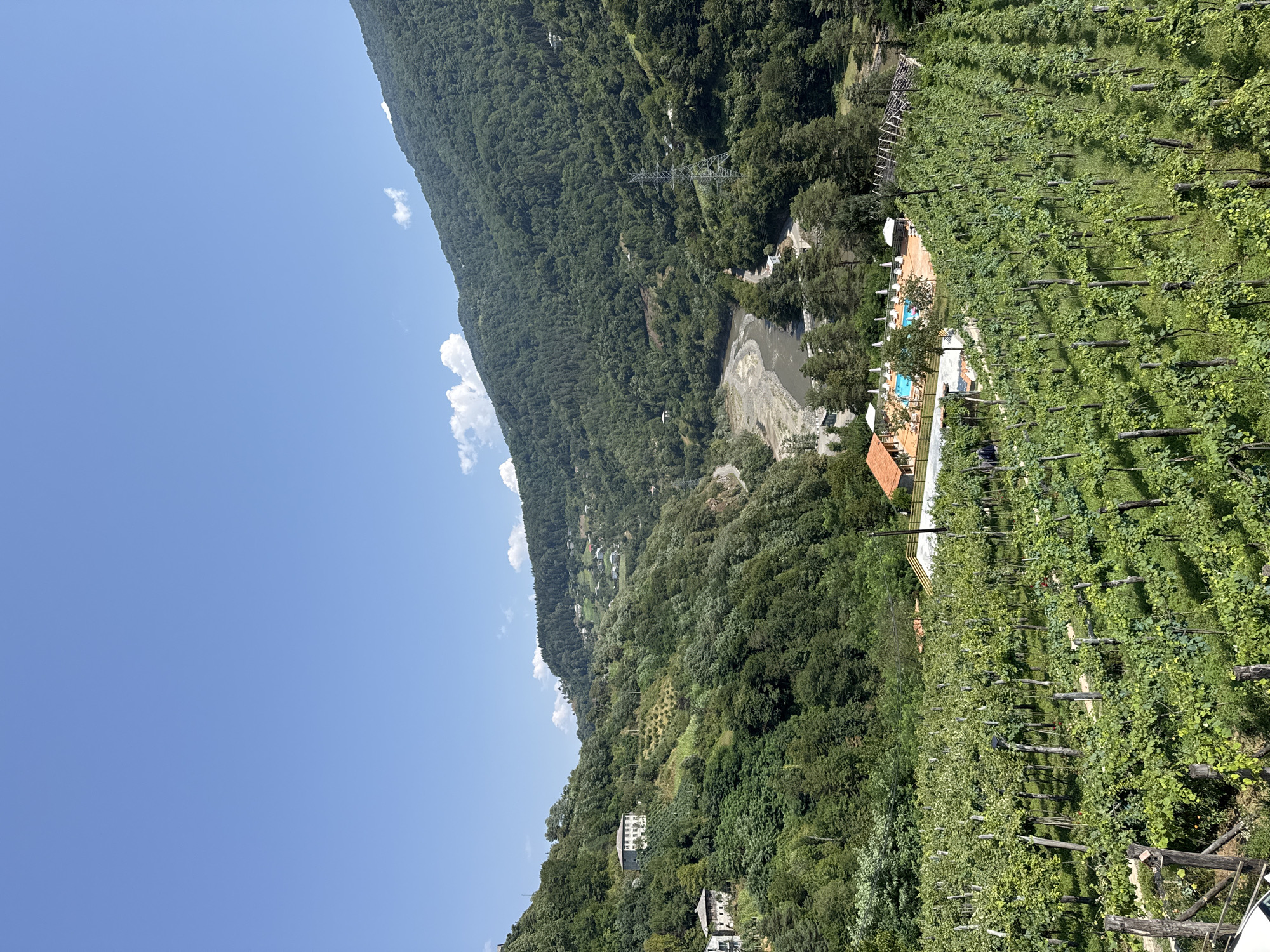 The image captures a panoramic view of a lush, green mountainside in Tibeta, Georgia. In the foreground, meticulously arranged rows of grapevines stretch across the frame, their leaves a vibrant green under the clear blue sky. Beyond the vineyards, a resort-like area is visible, featuring a swimming pool with lounge chairs and umbrellas, and a building with an orange tiled roof.
Further into the landscape, a winding river with a rocky bed cuts through the valley, flanked by steep, densely forested mountains. Scattered amongst the trees and along the hillsides are numerous small houses and buildings, indicating a rural residential area. The slopes are covered in a mix of deciduous and coniferous trees, creating a rich tapestry of green hues. A large electricity pylon stands tall on one of the slopes, a sign of human infrastructure in the natural environment. The sky is mostly clear, with a few wispy white clouds adding texture. The overall impression is one of a serene, bucolic setting in a mountainous region.