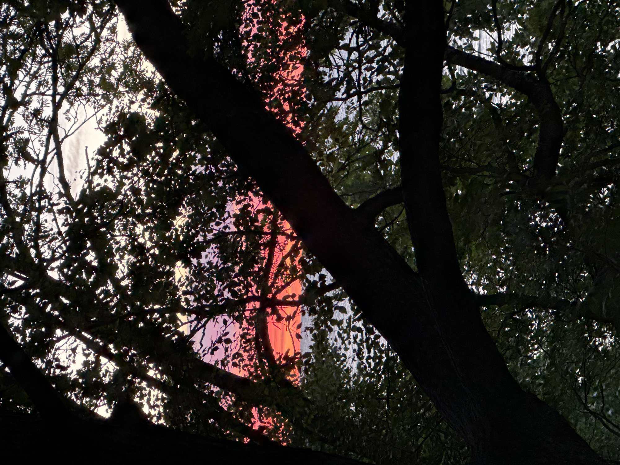 This is a photograph of a sunset viewed through the branches of trees. The sky is painted with vibrant hues of orange, pink, and purple. The water below appears calm with gentle ripples. The foreground is dominated by the dark silhouettes of tree trunks and branches, with leaves scattered throughout. There are no people or any specific landmarks visible that would indicate the location within Tallinn, Estonia.