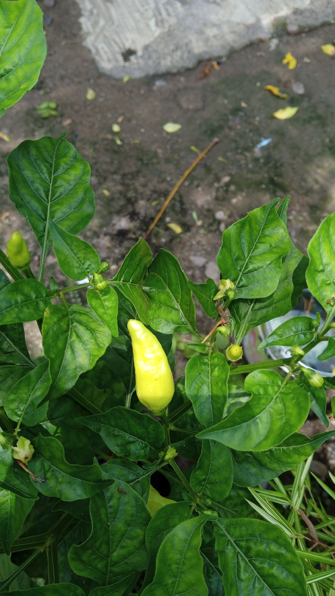 A close-up, high-angle shot captures a lemon-yellow chili pepper growing on a plant with lush green leaves. The pepper is plump and pointed, illuminated by natural light. The surrounding foliage is dense, with some leaves showing slight imperfections. In the background, the ground appears to be a mixture of soil and small stones, with a few fallen yellow leaves scattered about. The scene is set outdoors, likely in a garden or yard in Kebonbaru, Indonesia, given the tropical environment suggested by the plant. There are no people or animals visible in the frame, only the plant and its immediate surroundings. The overall impression is one of natural growth and abundance.