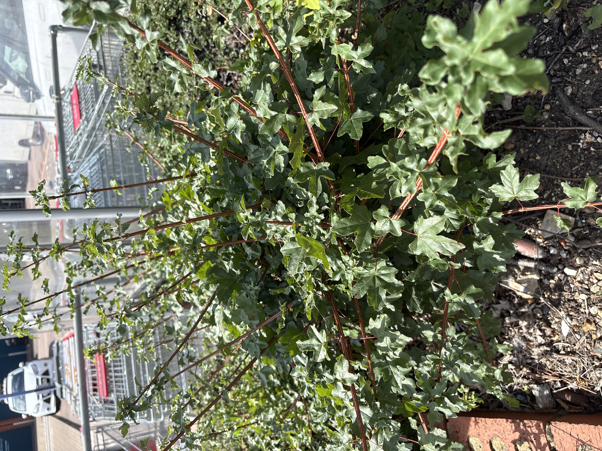 This is a high-angle, medium shot of a leafy green plant with reddish-brown stems in the foreground, partially obscuring a row of shopping carts in the background. The plant's leaves are lobed and appear healthy. The shopping carts are metal and appear to be parked outdoors. Some of the carts are empty, while others may contain items, but they are not clearly visible. The overall scene suggests an outdoor environment, possibly near a retail store or supermarket. The lighting indicates it is daytime, with sunlight casting shadows. There are no people visible in the image. The ground is a mix of dirt, small stones, and some debris. The colors are dominated by the greens of the foliage and the metallic gray of the shopping carts.