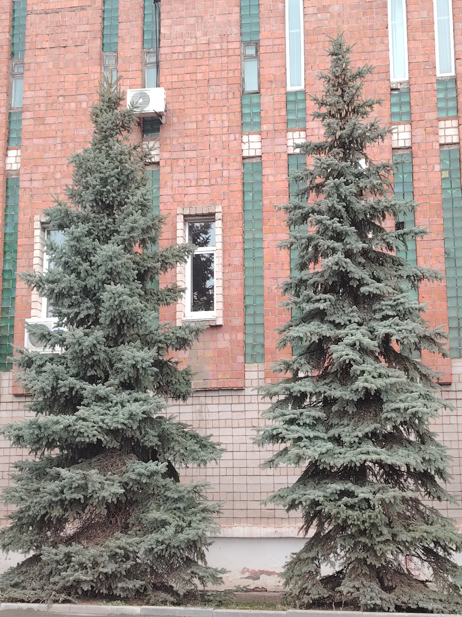 Two mature blue spruce trees stand in front of a multi-story brick building. The building has rectangular windows and rows of green glass blocks interspersed with the brick. An air conditioning unit is mounted on the wall between windows. The ground is paved and there is some low-lying vegetation visible at the base of the trees. The photograph was taken in the city of Sarapul, Russia.