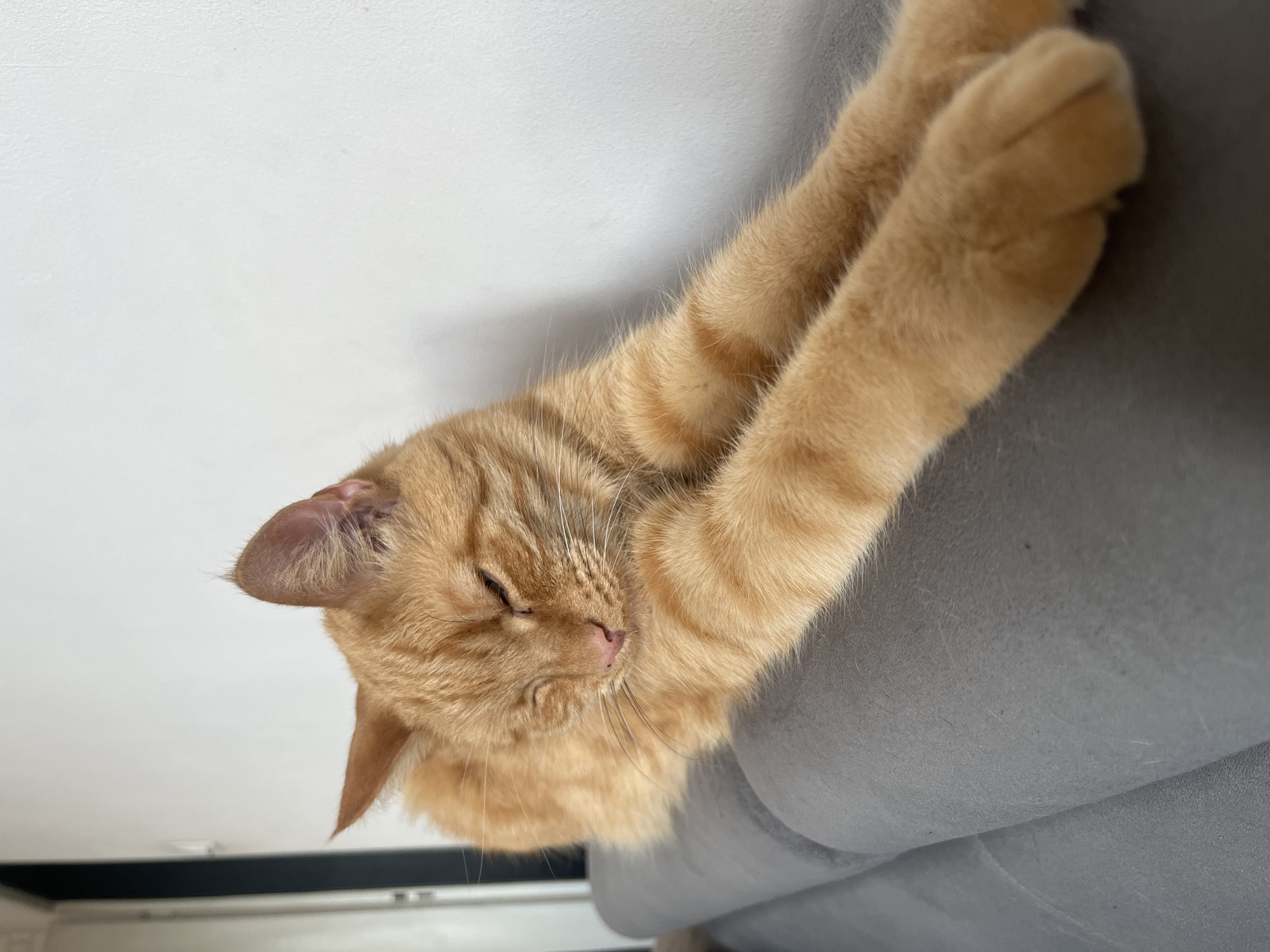 An orange tabby cat is lying stretched out on a gray sofa, with its eyes mostly closed and its front paws extended forward. The cat's fur is a vibrant orange with darker tabby markings on its legs and face. It is positioned in the foreground, occupying a significant portion of the image. The background is a plain white wall. The scene appears to be indoors, likely in a residential setting. The provided information about Zabrze, Poland, is not directly ascertainable from the visual data within the image itself.