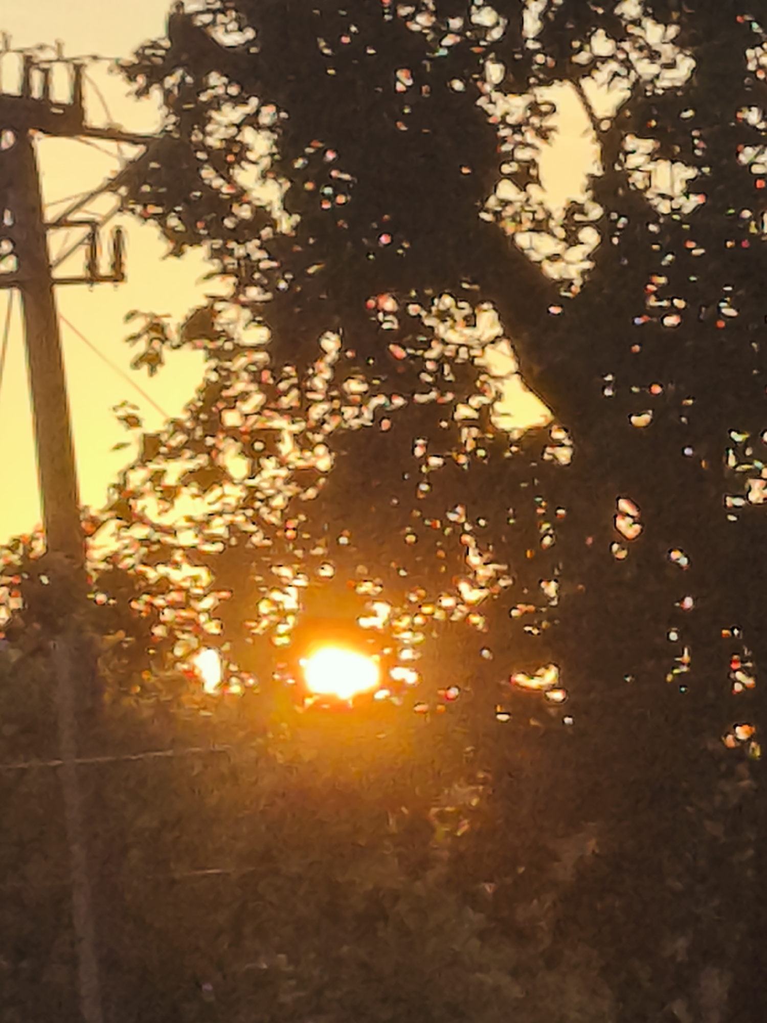 The image depicts a view of the sun setting through the leaves of a tree, casting a warm, golden glow. A utility pole with wires is visible on the left side of the frame. The scene appears to be outdoors, likely in a semi-urban or suburban environment, given the presence of the utility pole. The sun is a bright, incandescent orb, partially obscured by the foliage. The overall atmosphere is serene and natural.