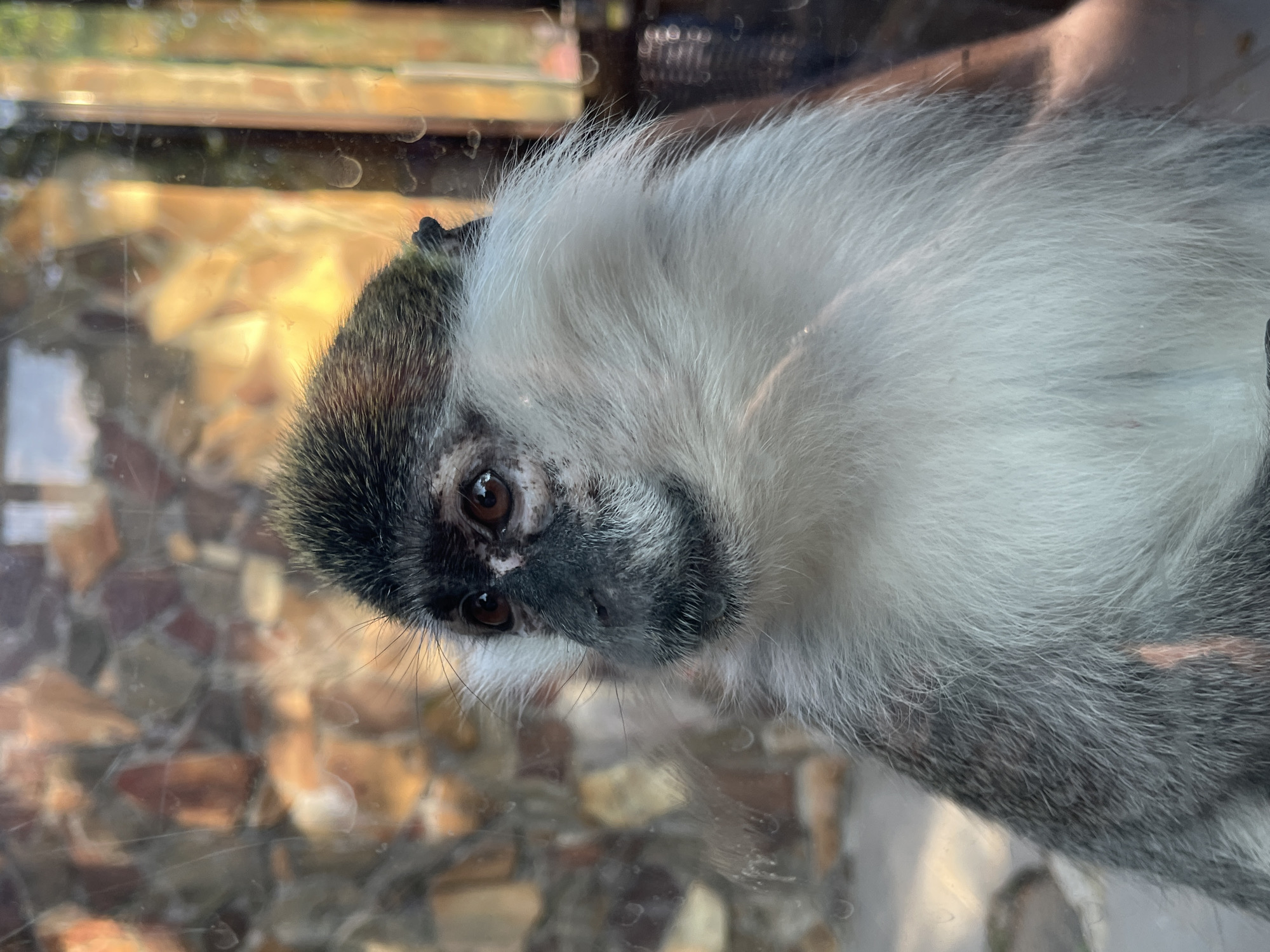 The media file shows a close-up, horizontally oriented, portrait of a vervet monkey's face. The monkey is viewed from a slightly elevated angle, looking down towards the viewer. Its fur is predominantly white on its head and neck, transitioning to grey and black on its face and ears. The monkey has dark, soulful eyes with prominent dark rings around them, and its muzzle is dark grey with white markings. Delicate whiskers extend from its muzzle.
The monkey appears to be behind glass, as evidenced by reflections and smudges on the surface. The background is out of focus and consists of muted, warm-toned elements, suggesting an indoor enclosure or habitat with textured walls or substrate. The lighting is soft and diffused, hinting at daytime, though no specific weather conditions can be inferred. The setting is likely a zoo or animal sanctuary, given the glass barrier and the animal's presentation. There is no visible text in the media file. The overall impression is one of a curious and perhaps slightly melancholic creature observed in its environment.