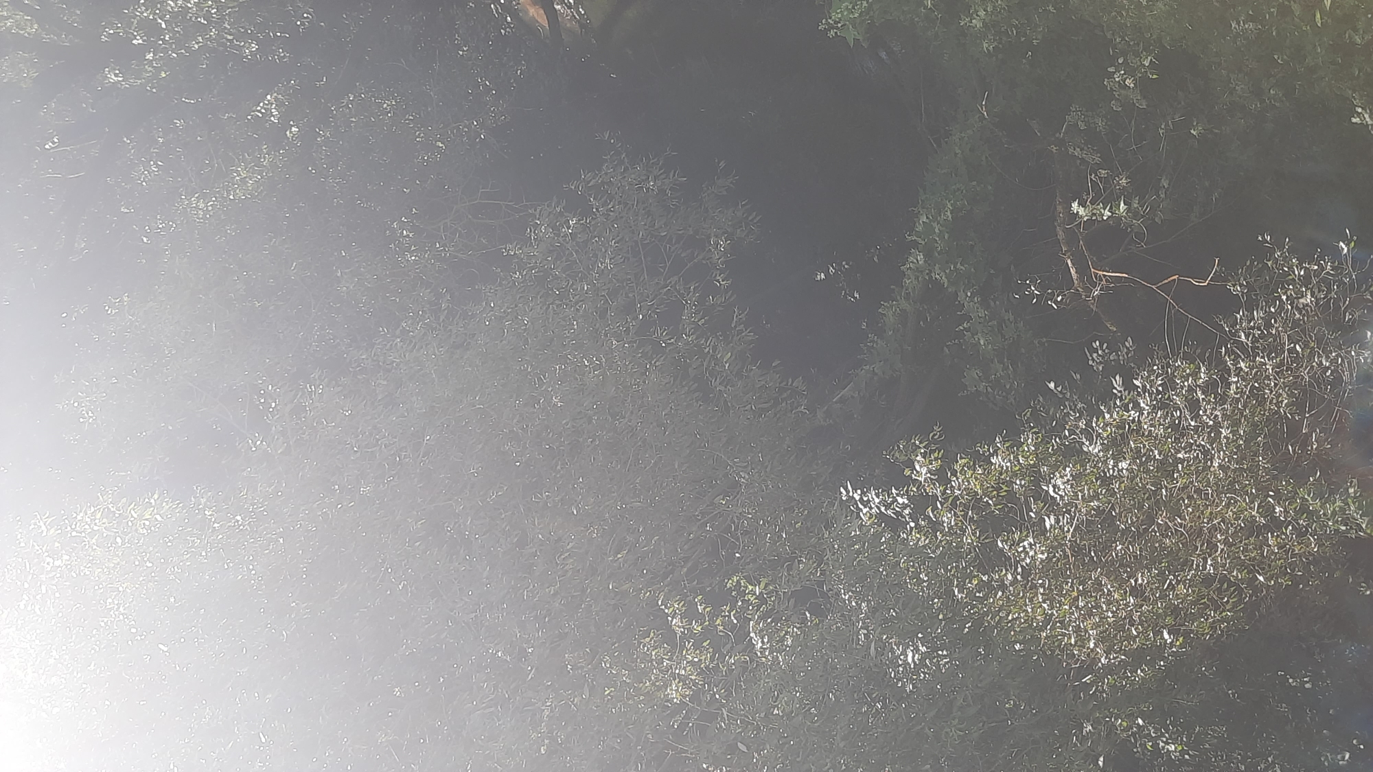 The image depicts a dense canopy of foliage, likely trees, viewed from an elevated perspective. The scene is illuminated by bright sunlight, which causes significant lens flare and overexposure in the upper left quadrant, obscuring details in that area. The foliage is a mix of light and dark green, with some branches and leaves visible. The overall impression is one of a natural, possibly overgrown, environment. No specific landmarks or man-made objects are discernible that would pinpoint a location within the city of Shklov, Belarus. The image is a still photograph with no action or people present.