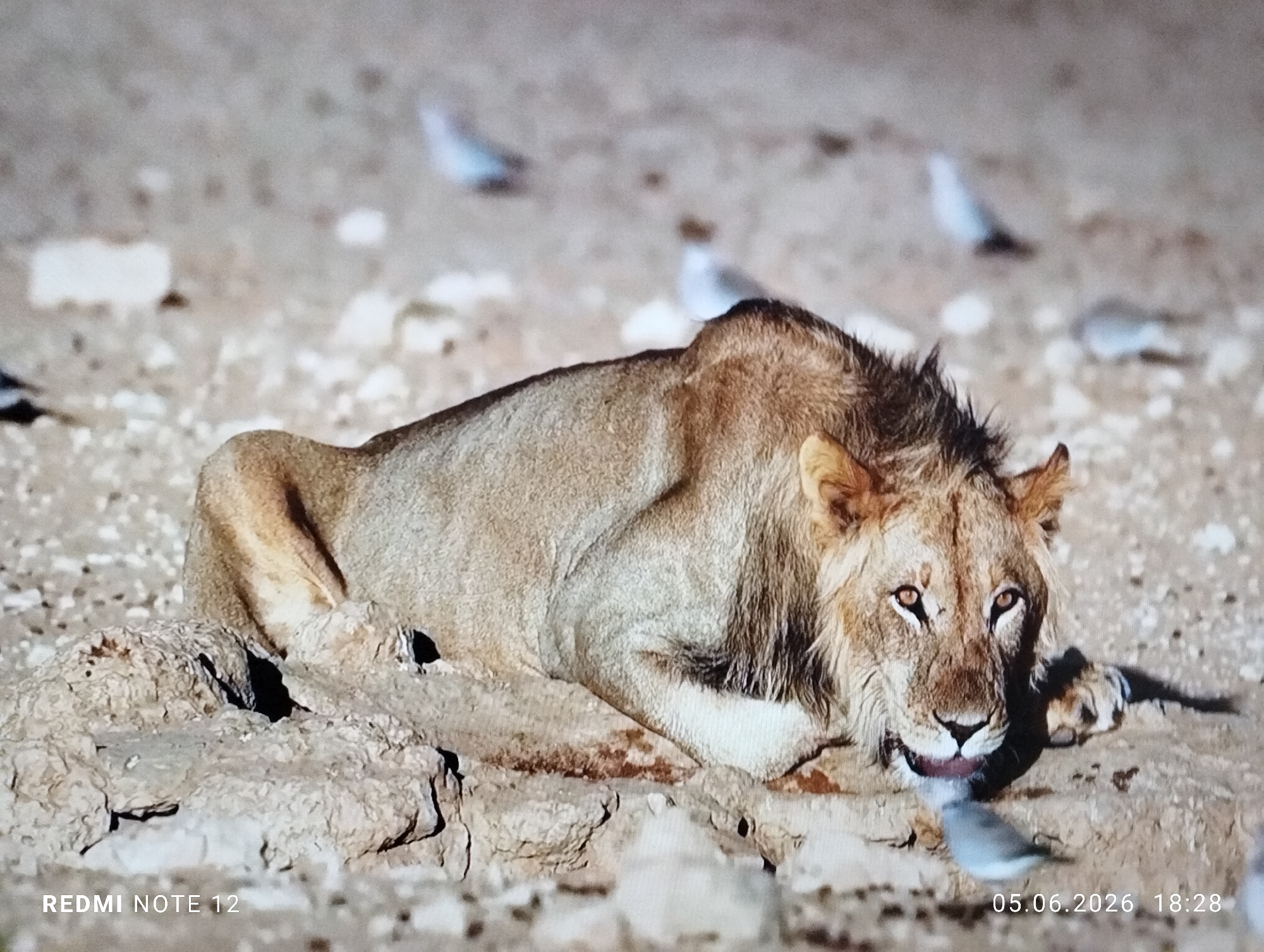 This image captures a subadult male lion resting on dry, light brown, rocky ground in the city of Burgas, Bulgaria. The lion, characterized by its light brown fur and a nascent dark brown mane, is lying on its left side with its head turned slightly towards the viewer. Its golden-brown eyes are fixed on a small, light grey bird positioned directly in front of its mouth. The lion's mouth is slightly ajar, with its tongue visibly extended towards the bird. Several other small, out-of-focus grey birds are scattered across the background on the arid terrain. The ground exhibits an uneven texture with visible cracks and small stones. A "REDMI NOTE 12" watermark is present in the bottom-left corner, and a "05.06.2026 18:28" timestamp is located in the bottom-right corner.