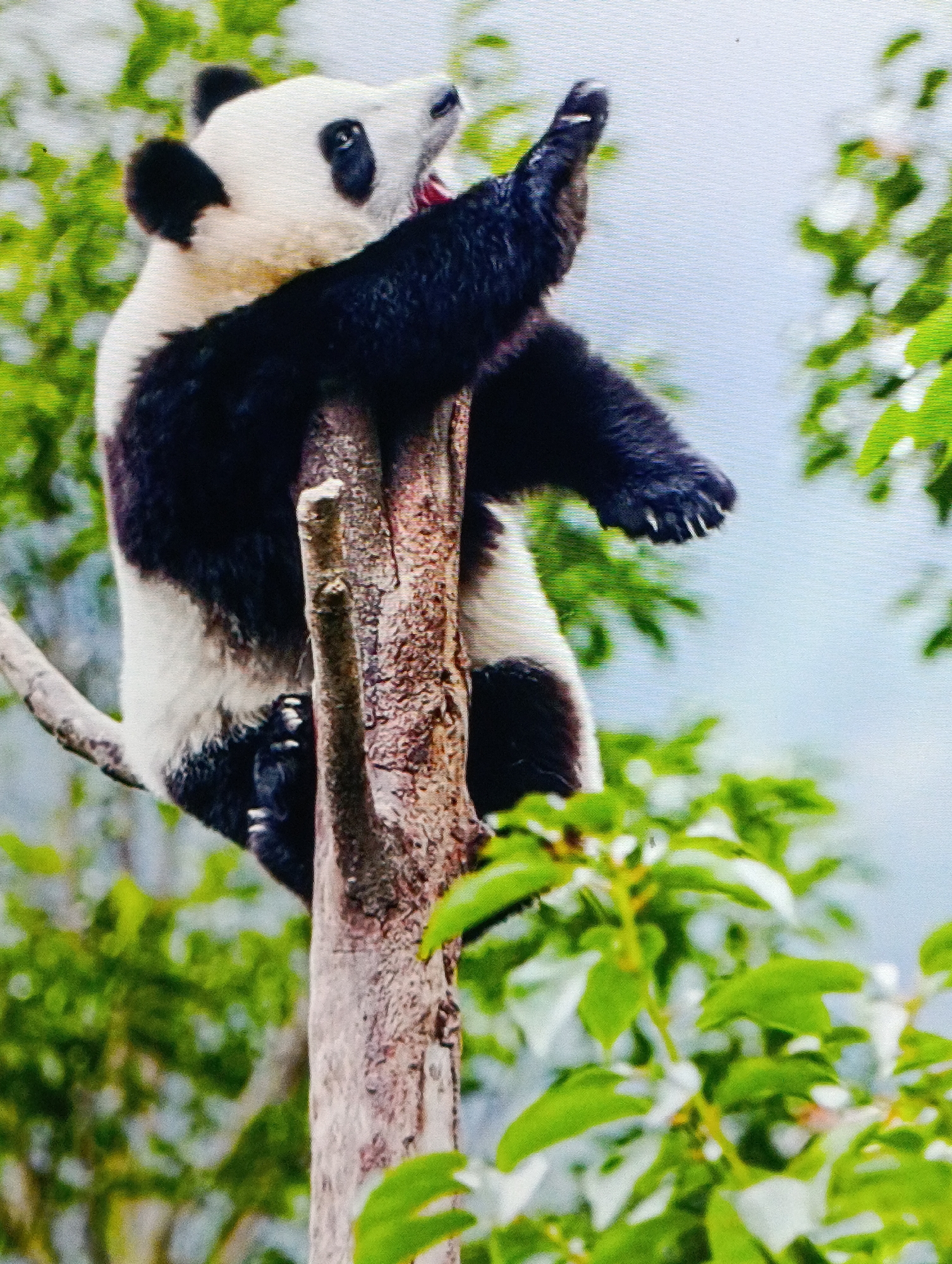 A panda is clinging to the trunk of a tree. The panda is black and white and has its mouth open. It is surrounded by green leaves. The panda is in a tree surrounded by green leaves.