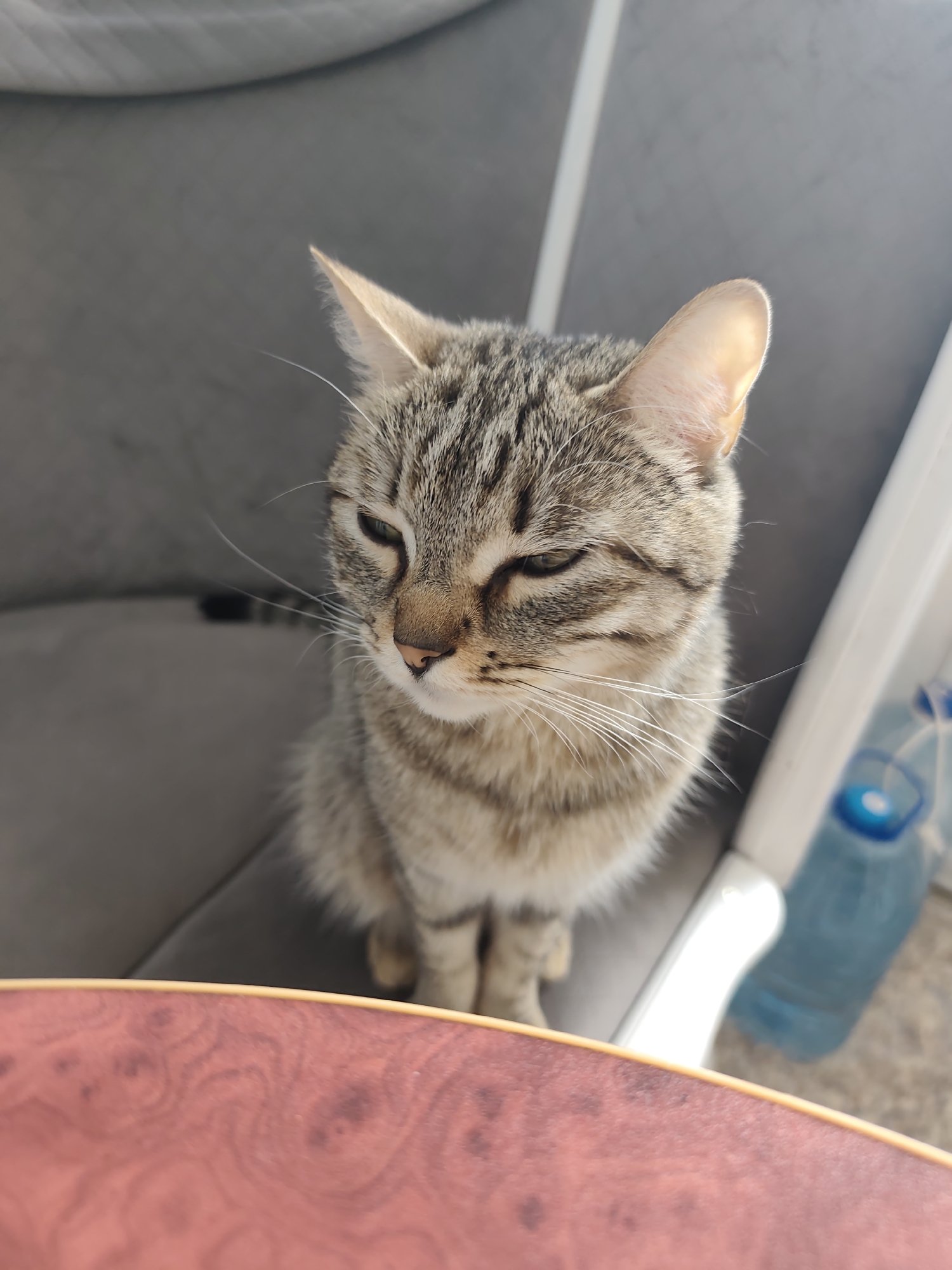 A tan tabby cat is sitting in a grey chair. The cat's eyes are mostly closed. The cat is indoors. A water bottle is to the right of the chair. A reddish-brown surface with dark markings is in the foreground. The location is Chaikovsky, Russia.