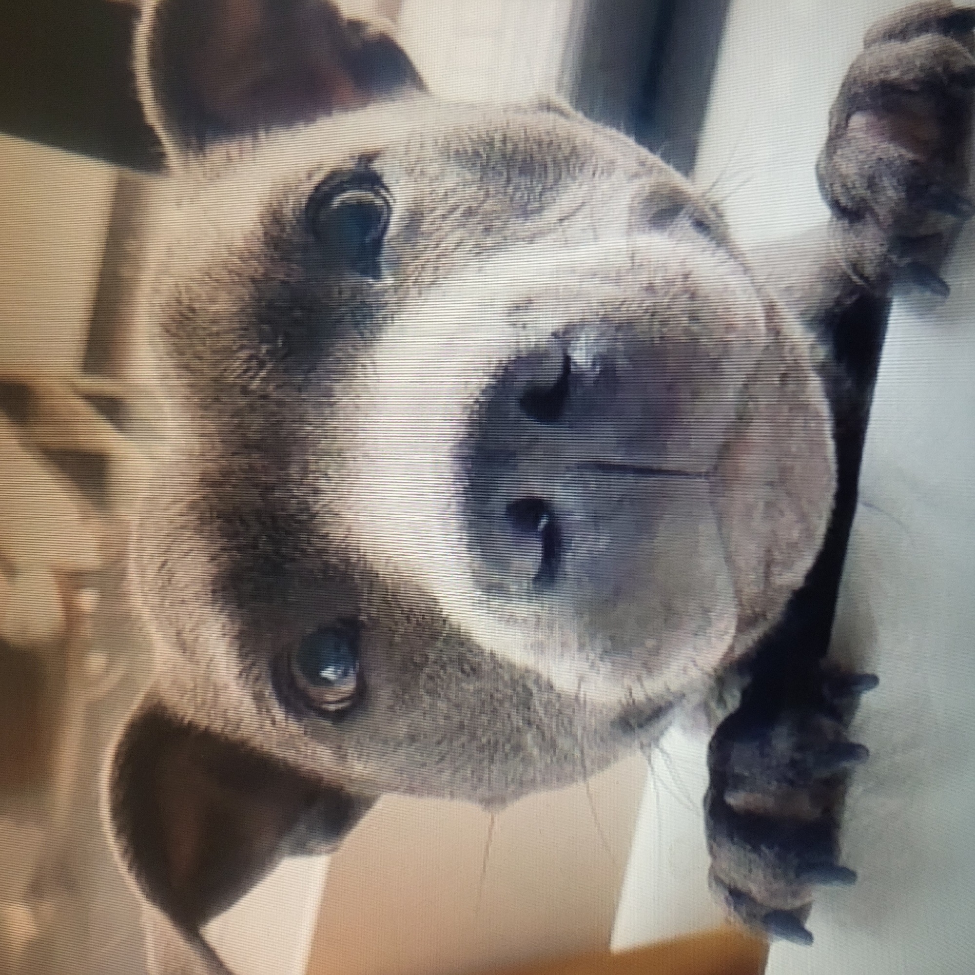 A close-up shot of a gray-colored dog, possibly a pit bull or similar breed, looking directly at the camera. The dog is upside down, with its face and upper body visible. Its paws are gripping onto what appears to be a light-colored surface, possibly a wall or ledge. The background is blurred. The location is not determinable from the image.
