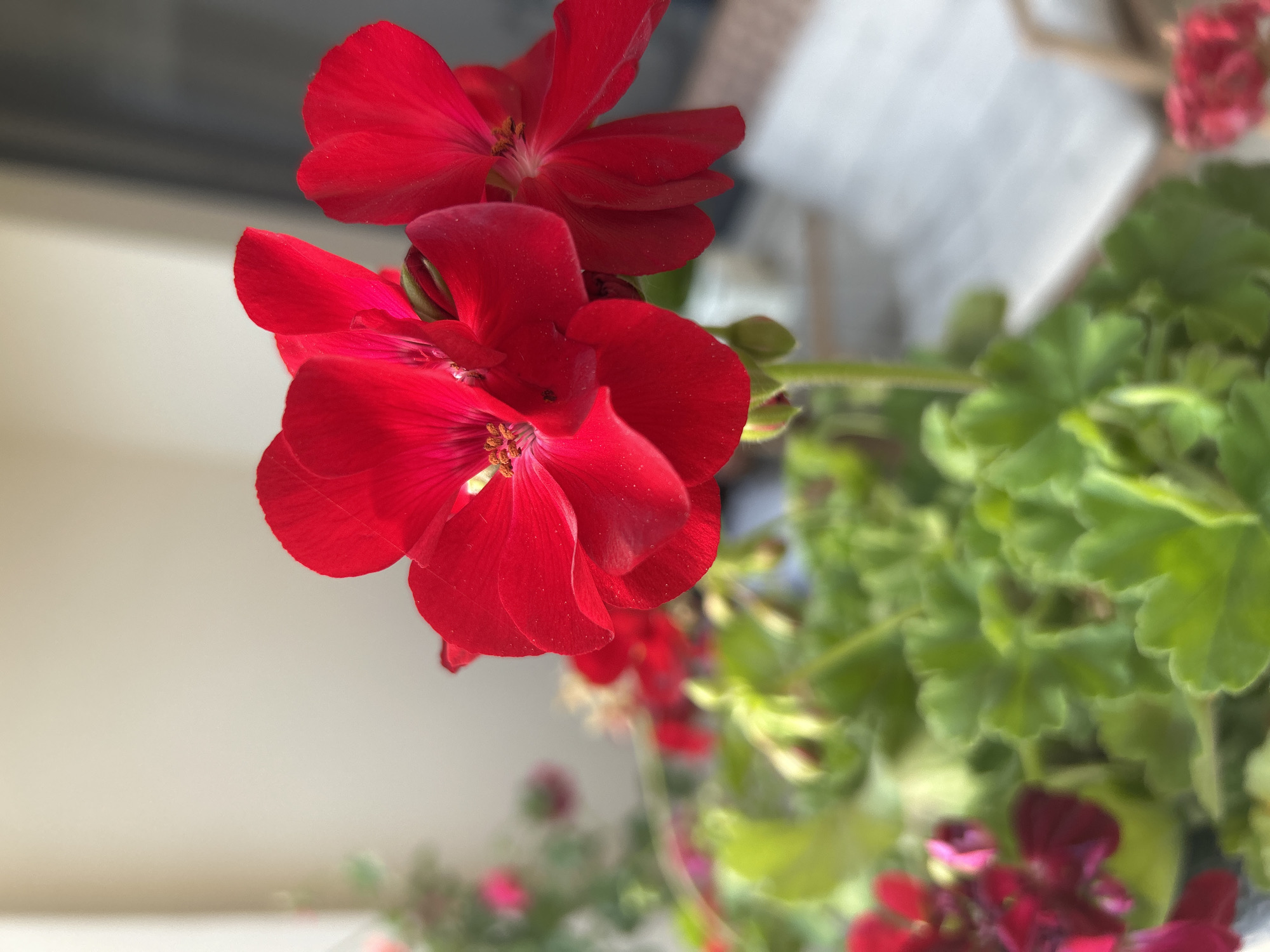 The image displays a close-up of several vibrant red flowers, most likely geraniums, set against a softly blurred background. The main cluster of flowers, rich in saturated red hues, occupies the left and central-left areas of the portrait-oriented frame. Their delicate petals are clearly visible, and the prominent stamens with yellow pollen are discernible at the center of some blooms. A few unopened buds and partially unfurled flowers can also be seen.
To the right and in the background, lush green foliage is rendered out of focus due to a shallow depth of field. Hints of other blurry red flowers also appear further back, suggesting additional plants. The background further includes indistinct light-colored surfaces, possibly a wall or a window, contributing to the gentle bokeh effect. The natural lighting suggests daytime conditions, highlighting the flowers' intense color. No specific activities or events are depicted, and no text is visible within the image. While the context of Plovdiv, Bulgaria, is provided, there are no specific visual cues in the photograph to confirm this location.