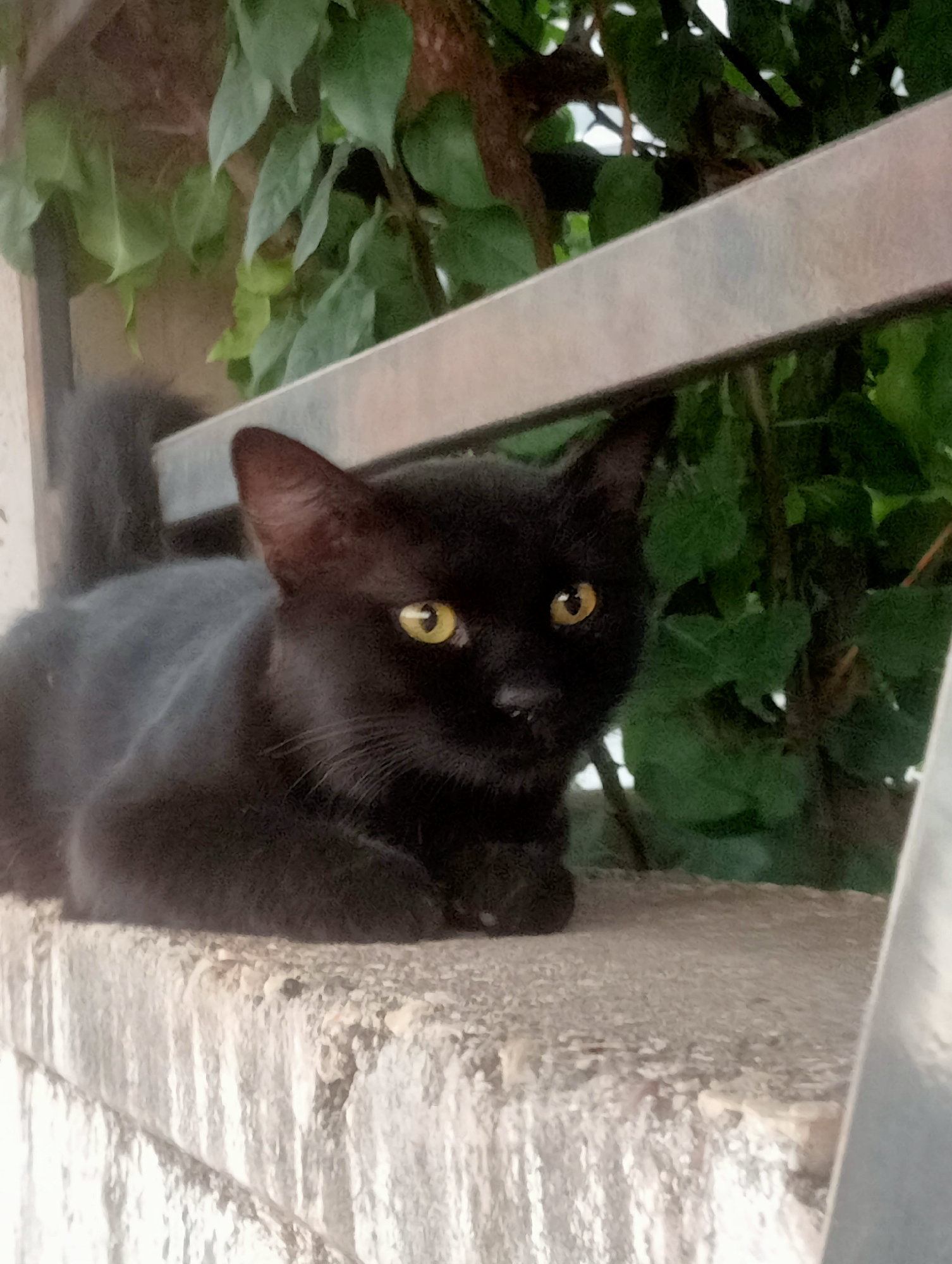 A black cat is lying on a concrete ledge outdoors. The cat is facing towards the right side of the frame, with its yellow eyes open and looking forward. Its ears are perked up, and its tail is curled to its left. Behind the cat, there is lush green foliage and a metal railing. The concrete ledge appears weathered and textured. The lighting suggests it is daytime, with the sun casting a soft glow on the scene.