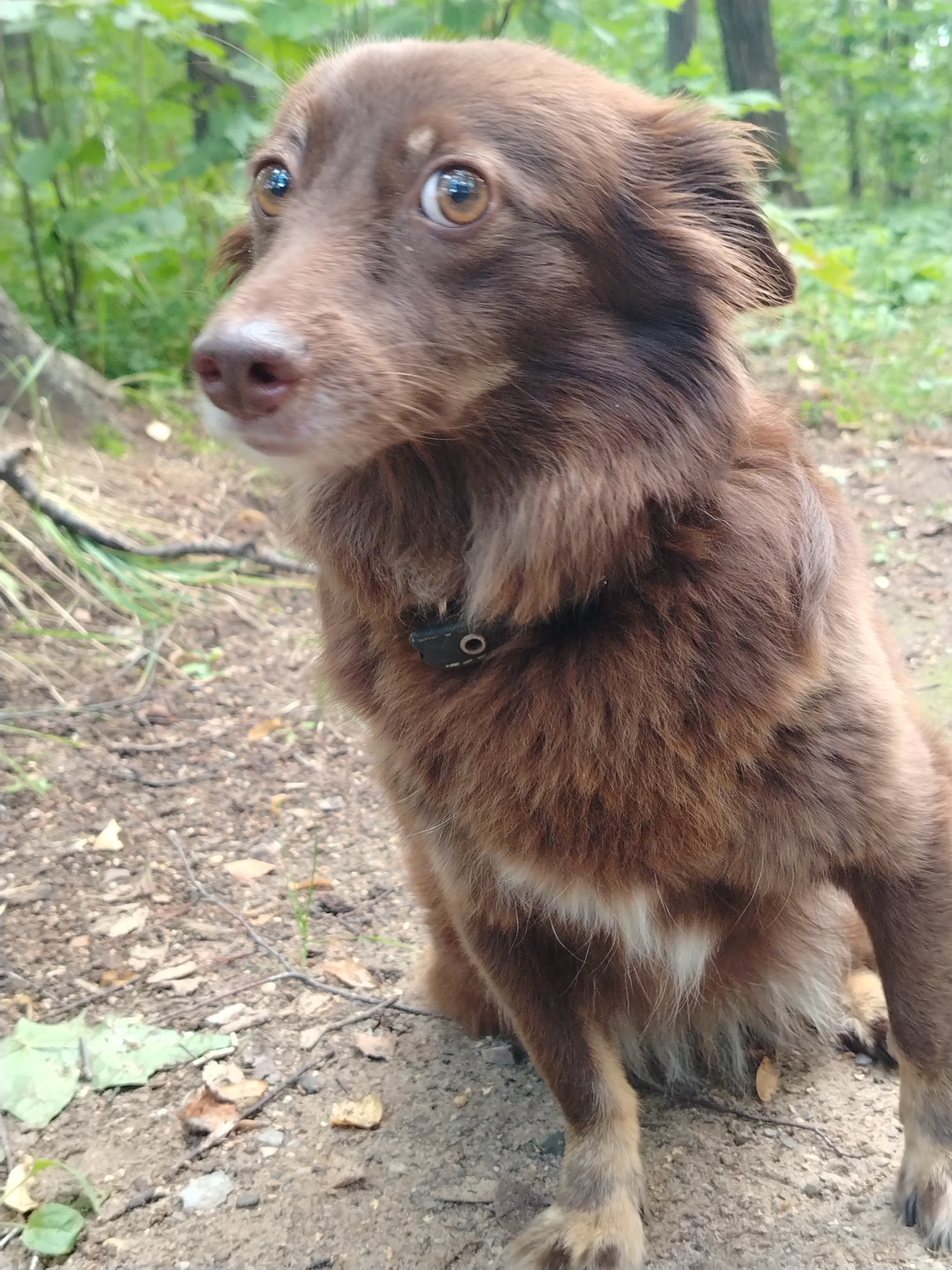 A brown, medium-haired dog with alert eyes and a white patch on its chest is sitting on the ground in a wooded area. The dog is wearing a black collar with a small circular device attached. The ground is covered in dirt, leaves, and small branches. In the background, trees and green foliage are visible, suggesting an outdoor, natural setting. The image appears to be taken in or around Noviy, Russia, given the context.