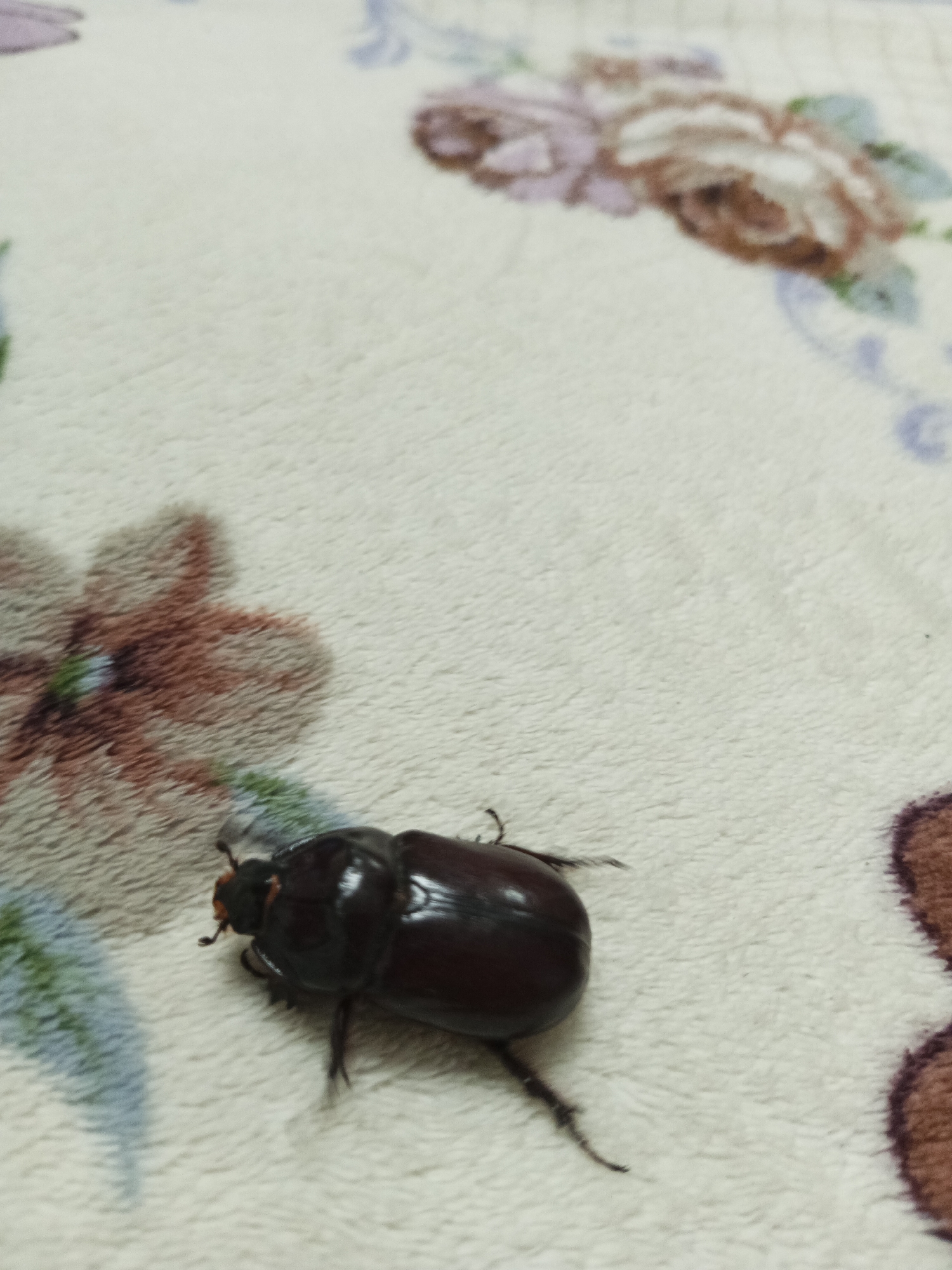 An adult male rhinoceros beetle is resting on a light-colored, fuzzy surface. The beetle is dark brown and glossy, with visible legs and antennae. The surface appears to be a blanket or rug with a floral pattern of roses in shades of pink, brown, and green. The image was taken indoors, possibly in a home in Maryanskaya, Russia. There are no people or other discernible objects in the scene.