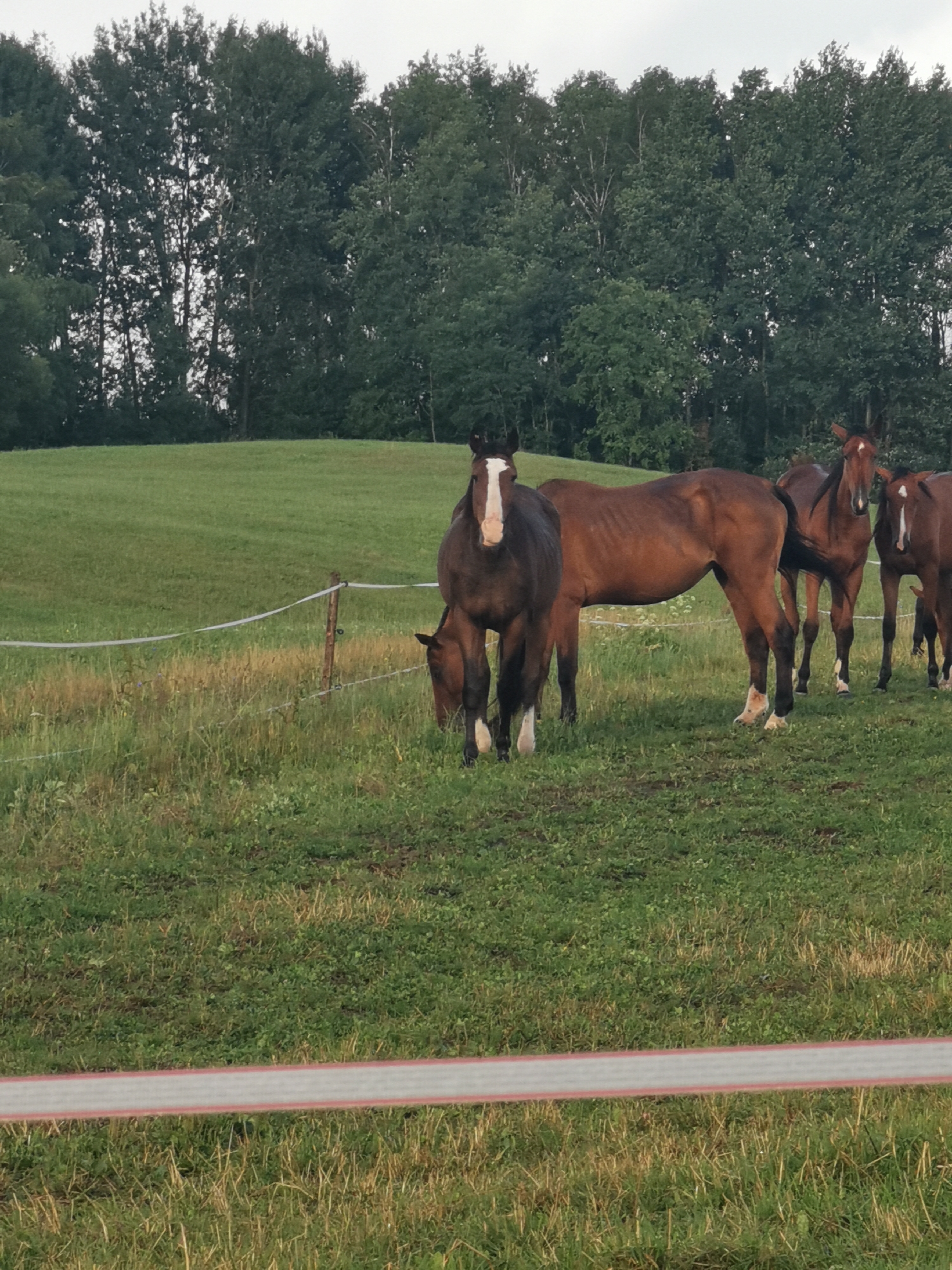 In Galinė, Lithuania, a herd of brown horses stands in a grassy field bordered by trees. One dark brown horse with a white blaze on its face is closest to the viewer, facing forward and looking directly at the camera. Behind it, other brown horses are also visible, some facing the camera and others grazing. A white electric fence runs horizontally across the middle of the frame, separating the horses from a more overgrown area of grass. The sky is overcast, suggesting a cloudy day.