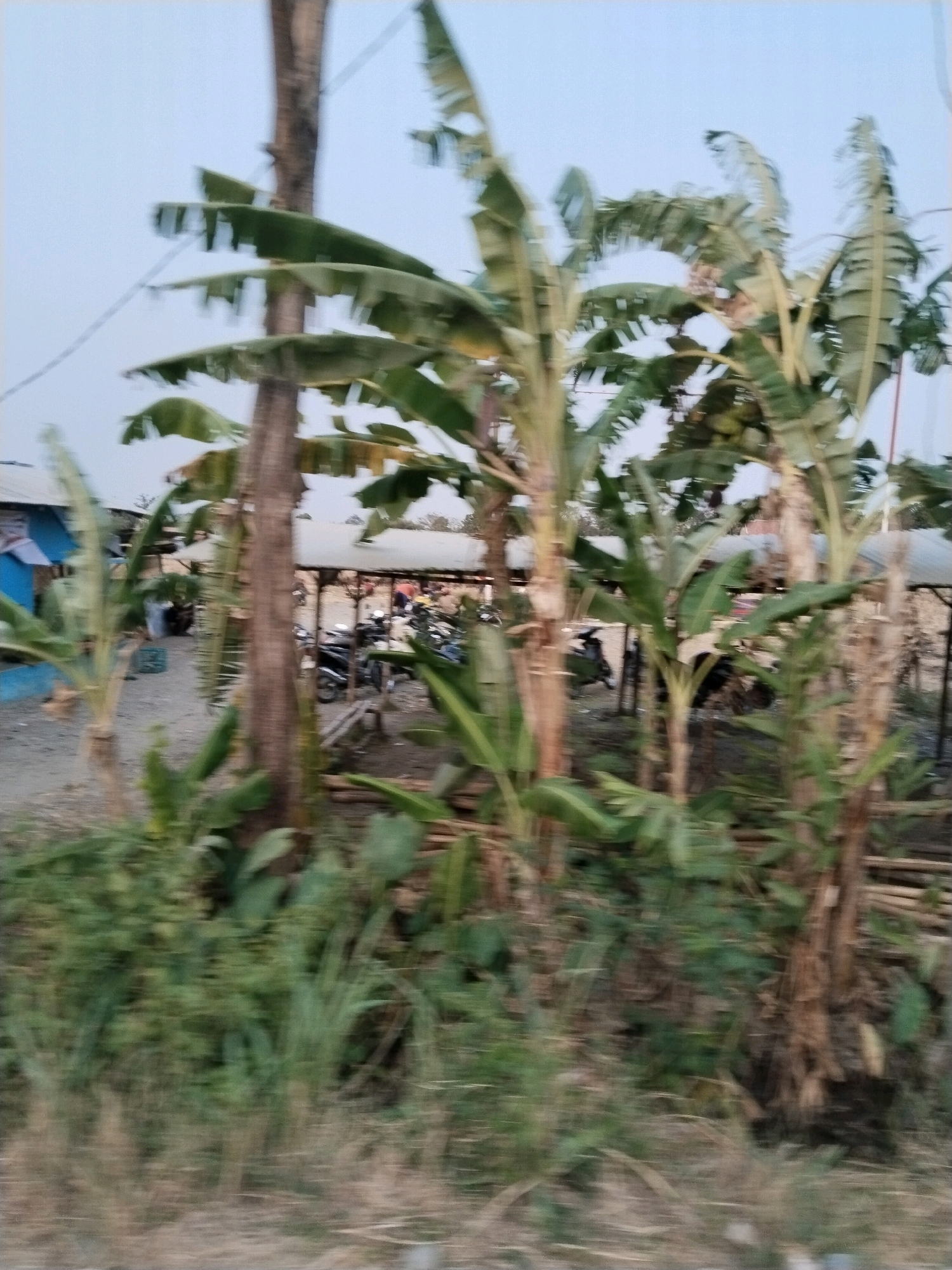 The image depicts a scene in Semboja, Indonesia, with a focus on several banana trees and surrounding vegetation. In the background, a blue building is visible, and behind it, a covered area with what appears to be parked motorcycles and some people. The overall impression is of a rural or semi-rural setting, possibly a market or a roadside establishment. The image is slightly blurred, suggesting it may have been taken while moving.