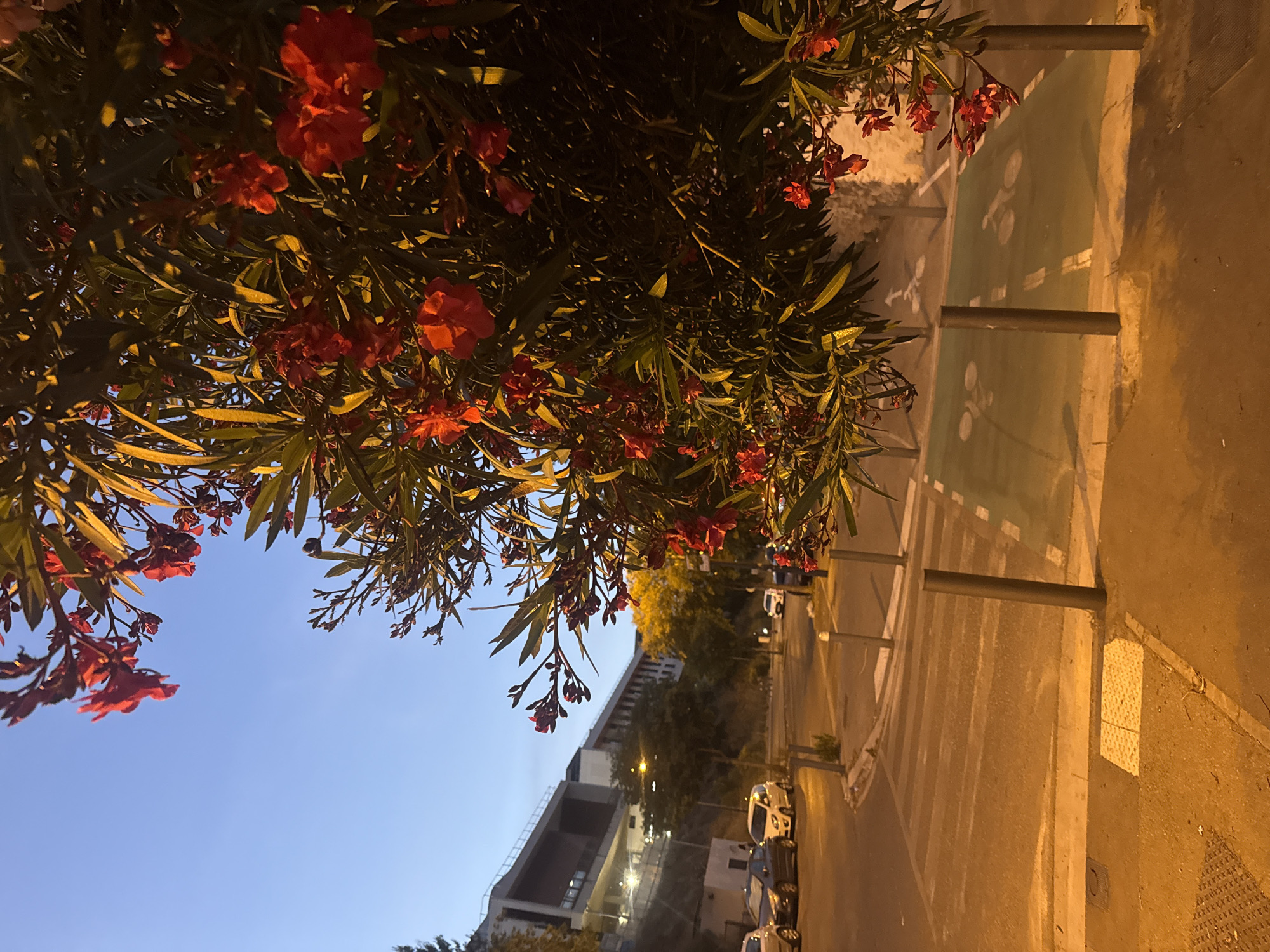 The image depicts a street scene at dusk, with a flowering bush in the foreground. The bush has red flowers and long, green leaves, with parts of it illuminated by artificial light. In the background, there is a street with parked cars and a pedestrian crossing. A modern building with several levels and a light-colored facade is visible on the left side of the image. The sky is a clear blue, indicating twilight. The street is paved, and there are bollards and markings on the road, including a bike lane with bicycle symbols. The overall impression is one of an urban environment transitioning from day to night.