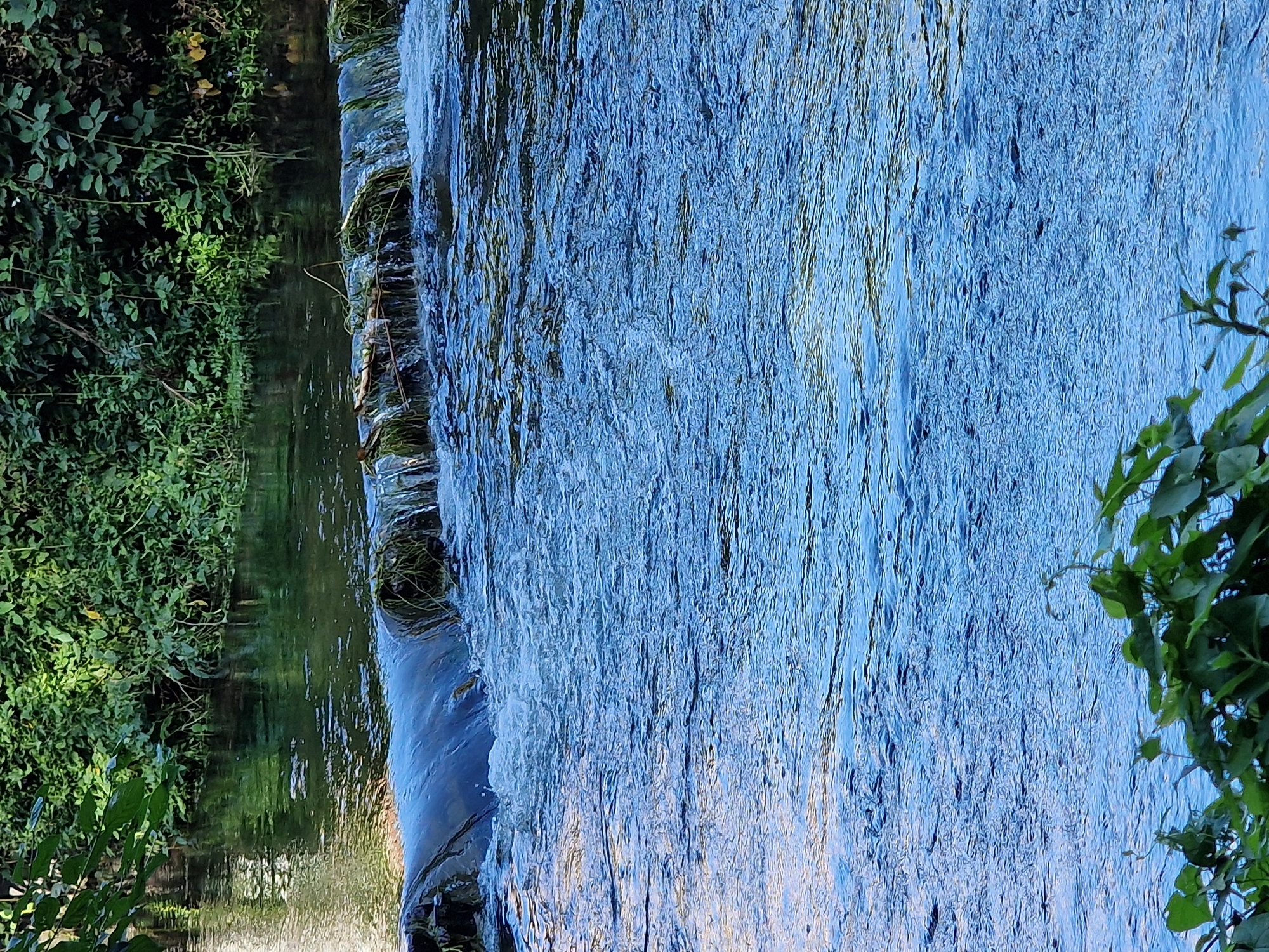 The image depicts a small waterfall or weir on a river, likely the River Stour in Canterbury, United Kingdom. The water is a vibrant blue, with white froth and ripples indicating a moderate flow. The weir itself is made of rough, dark material, partially covered with green vegetation. Lush green foliage crowds the banks of the river in the background, with some leaves and branches extending into the frame from the top left and bottom right. The scene appears to be set in a natural, tranquil environment, suggesting a park or riverside area within the city. There are no people or animals visible in the image.