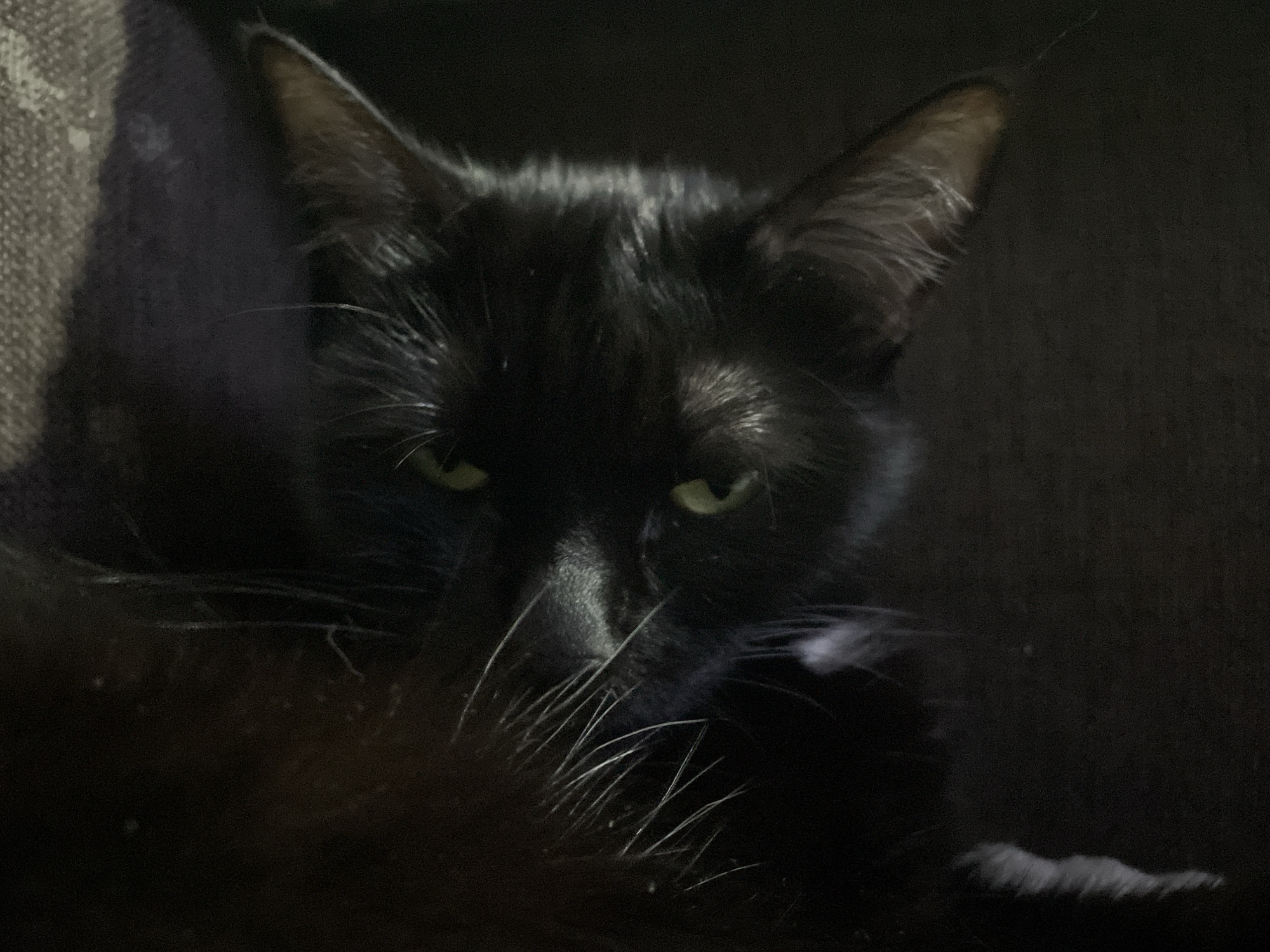 A close-up image features a black cat. The cat's face is partially obscured by the shadows, but its green eyes are visible. The cat has long, white whiskers and pointed ears. The background is dark and indistinct, appearing to be a couch or similar upholstered surface. There is no evidence in the image to suggest it was taken in Chaikovsky, Russia.