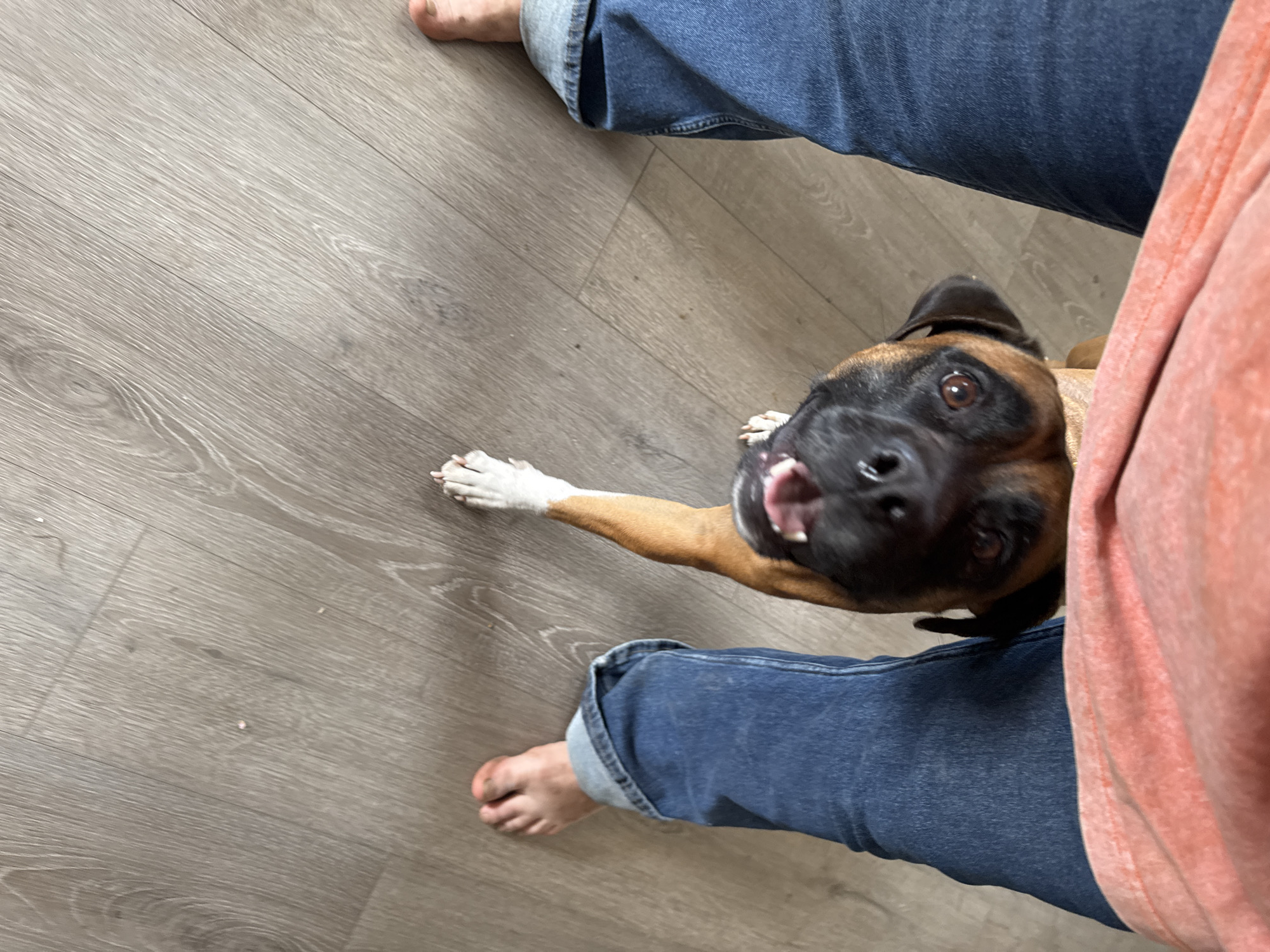 A tan and black Boxer dog stands on a gray wood floor, its white-tipped paw extended. The dog is looking up with its tongue slightly protruding. A person wearing blue jeans and a peach-colored shirt stands behind the dog. The location is not discernible from the image.