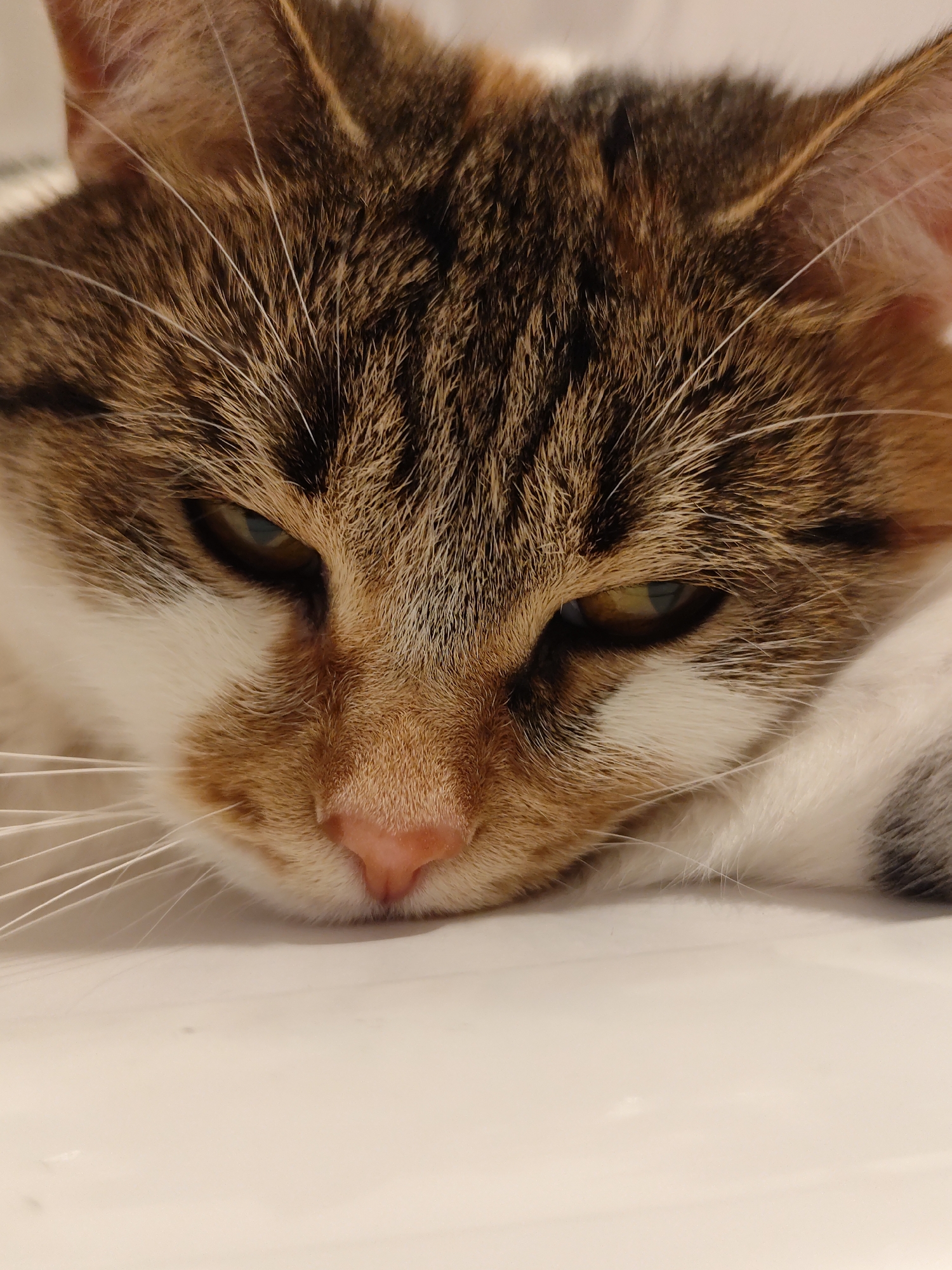 The image is a close-up, high-angle shot of a calico cat's face. The cat is resting its head on a white surface. Its fur is a mix of brown, black, white, and orange. The cat's eyes are partially closed, with one eye appearing slightly more open than the other. The cat's nose is pink and appears wet. The image does not provide any information about the location of the image in Moscow, Russia, or any other environmental details beyond the white surface the cat is resting on. There are no people or actions depicted in the image.