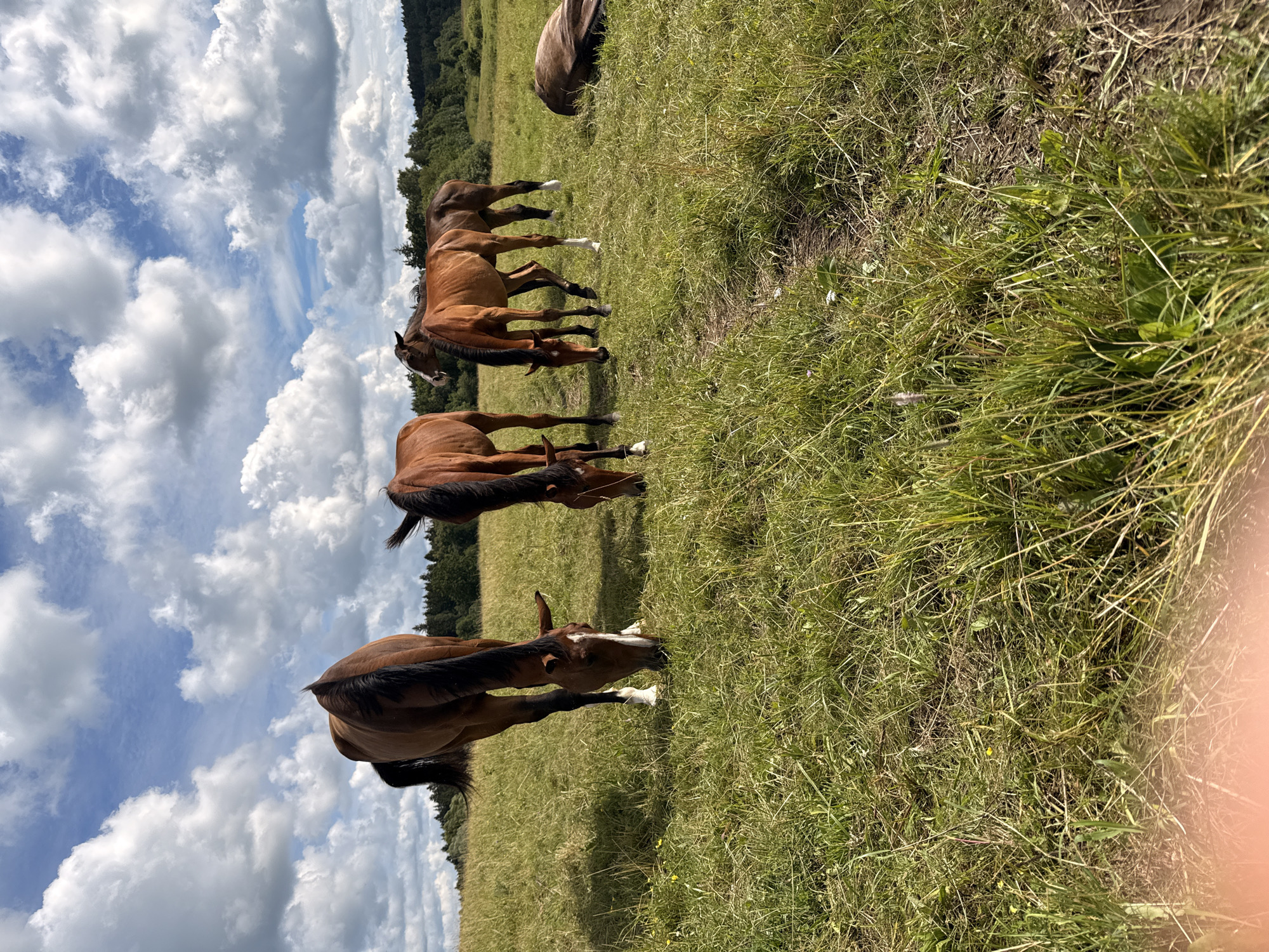 In a grassy field, four horses graze under a partly cloudy sky in Bendoriai, Lithuania. One horse, a dark brown mare, stands to the left, its head lowered to the grass. To its right, a lighter brown horse, possibly a foal, also grazes. Behind these two, another light brown horse stands with its head slightly raised. Further to the right, a fourth horse lies on its side in the grass, appearing to rest. The field is covered in green grass with patches of dry straw and a faint dirt path running through it. In the background, a dense line of green trees borders the field, with a few taller trees scattered within the line. The sky above is a vibrant blue, with large, fluffy white clouds casting shadows across the landscape.