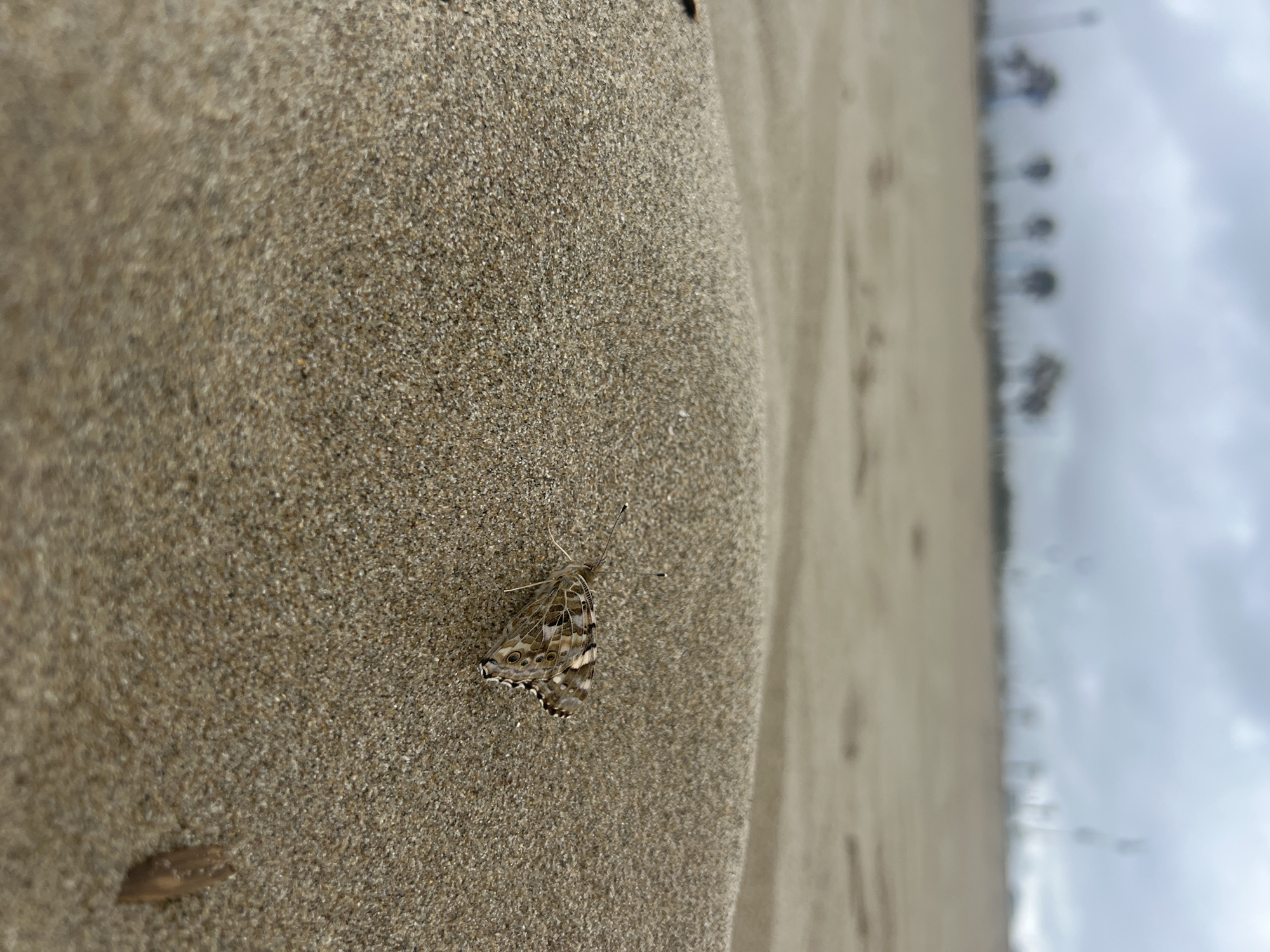 A close-up, slightly rotated photograph captures a butterfly resting on a sandy surface. The butterfly, likely a Painted Lady, is positioned in the lower-central part of the frame. Its wings are folded upwards, revealing intricate patterns of brown, cream, and black spots and markings on the underside, and its delicate antennae are visible.
The butterfly rests on a sloped area of fine-grained, light brown sand that fills the majority of the left and central image. The sand's texture is detailed and in sharp focus.
In the blurred background on the right side of the image, a distant coastal scene is visible under an overcast, grey sky. Faint, dark, out-of-focus shapes along the horizon suggest the presence of palm trees or similar vegetation, indicative of a beach environment. The overall lighting is soft and diffused, consistent with a cloudy day. The only discernible activity is the butterfly resting. No visible text is present. The scene is consistent with a coastal location such as Martil, Morocco.