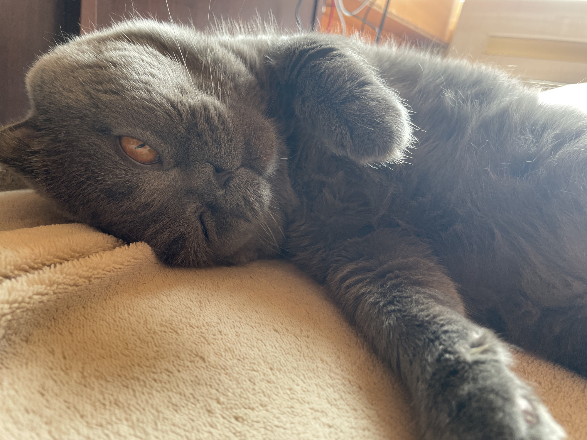 A gray cat lies on a beige blanket. The cat has one visible eye, which is orange in color. The cat's fur is short and dense. The blanket is soft and textured. The location is unknown.