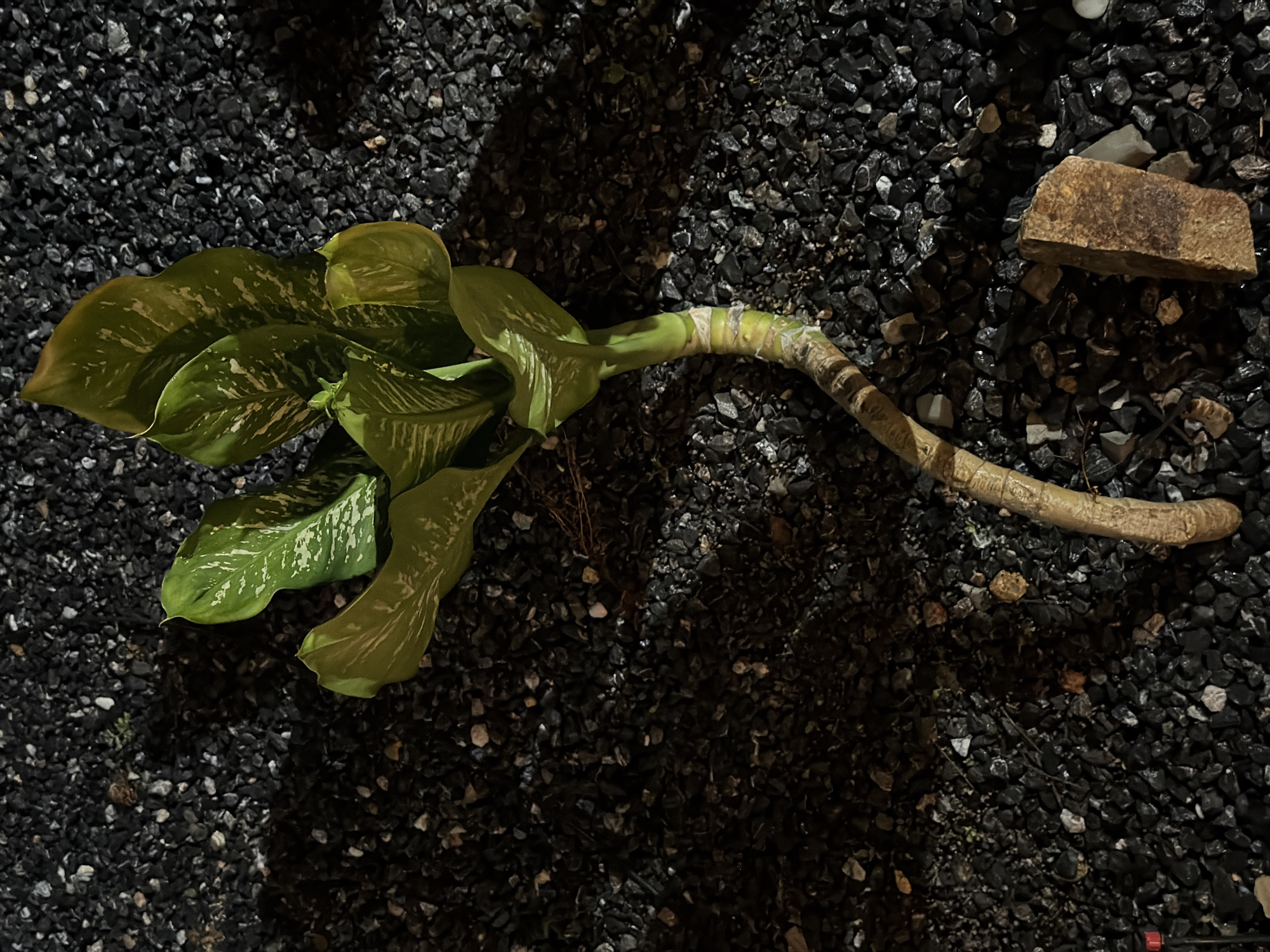 A healthy Dieffenbachia plant, approximately 45 cm in height, is positioned on a dark, rough gravel surface. The plant features broad, green leaves with distinctive white and yellow variegation. A thick, light brown stem curves from the plant's base, showing segmented markings. The surrounding gravel consists of small, dark grey stones, interspersed with some lighter grey and brown pebbles. A single, rectangular reddish-brown brick fragment lies to the right of the plant. The scene is illuminated by artificial light, creating shadows and highlighting the texture of the gravel and the plant. No people or other living organisms are visible. The setting is consistent with an outdoor area in Baan Bo Phut, Thailand, possibly a garden or pathway.