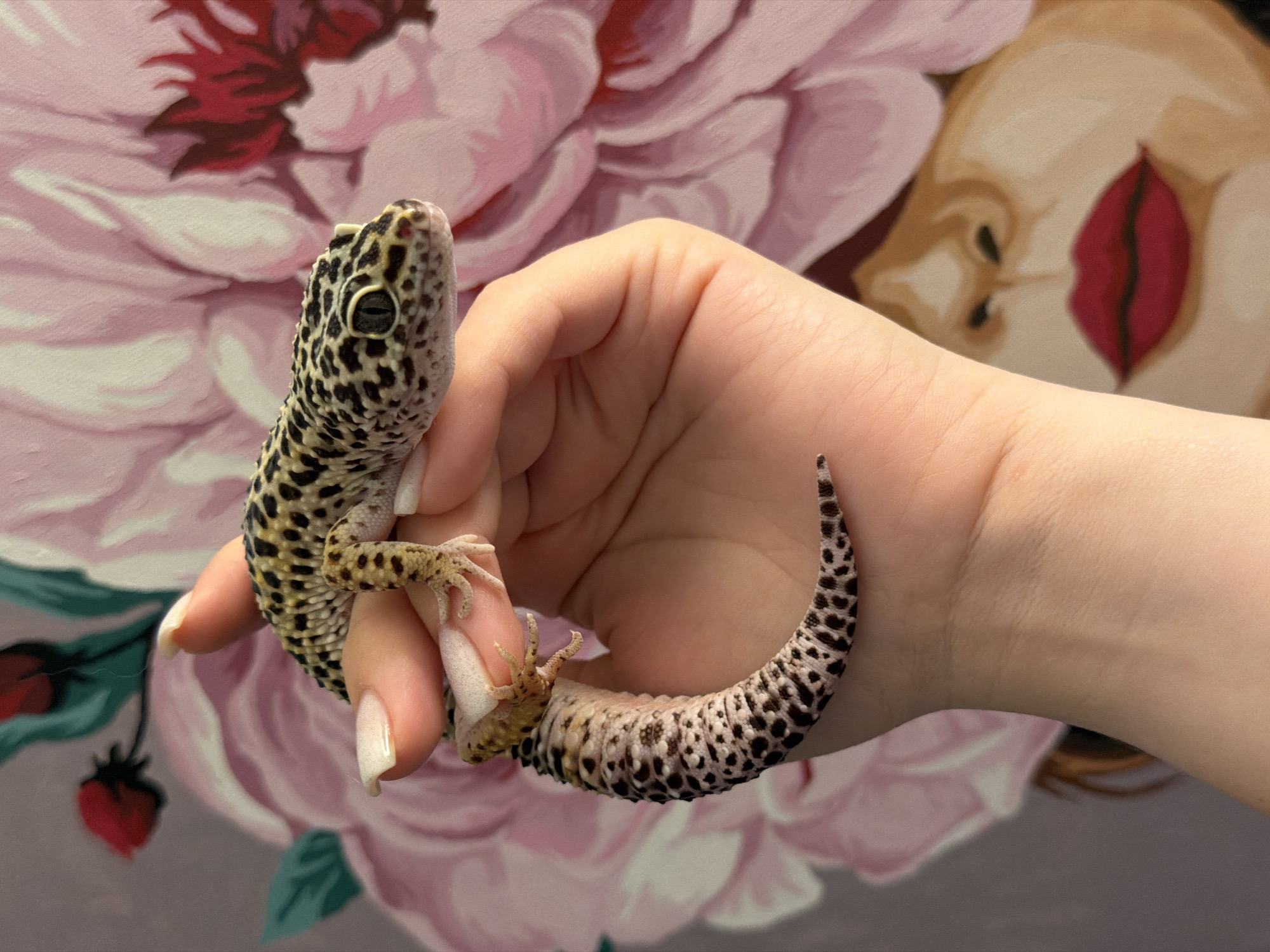 A Leopard Gecko is held in a person's hand against a backdrop of a painting. The gecko, characterized by its distinctive spots and yellow and black coloration, is draped across the person's fingers. The person's hand, with neatly manicured nails, is visible supporting the reptile. The painting behind them depicts large pink floral elements and a woman's face with red lips. The lighting is soft, illuminating the gecko and the hand. There is no indication of the city of Chaikovsky, Russia, or any other specific geographical location.